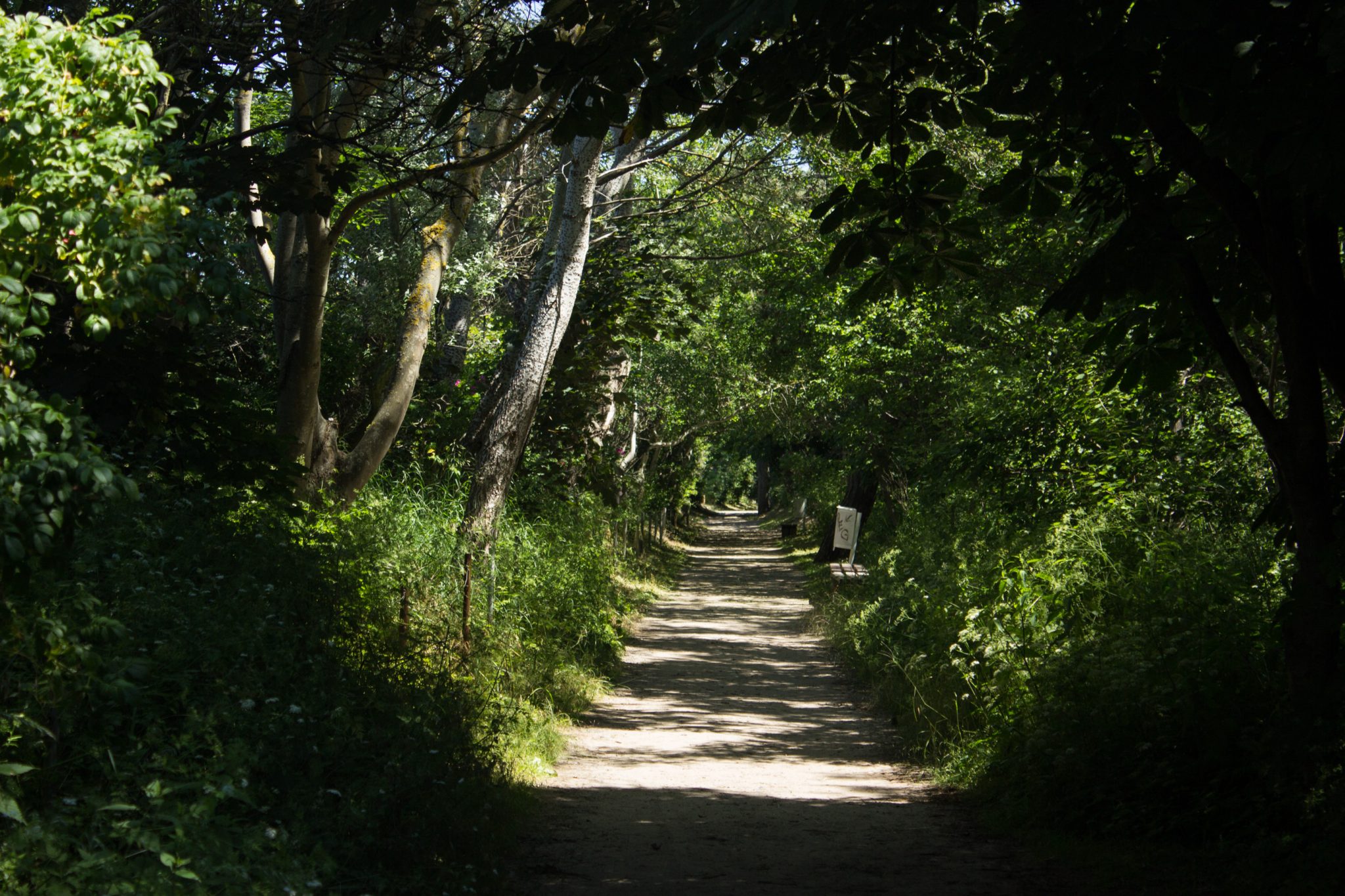 Wandern an der Ostsee von Börgerende nach Markgrafenheide auf dem E9, vierte Etappe des Wanderwegs an der Ostseeküste von Wismar nach Zingst, Wanderweg führt zwischen Nienhagen und Warnemünde zum großen Teil durch schönen, dichten Küstenwald, breiterer Kieselpfad, schattenspendende Bäume, wird auch von vielen Radfahrern benutzt