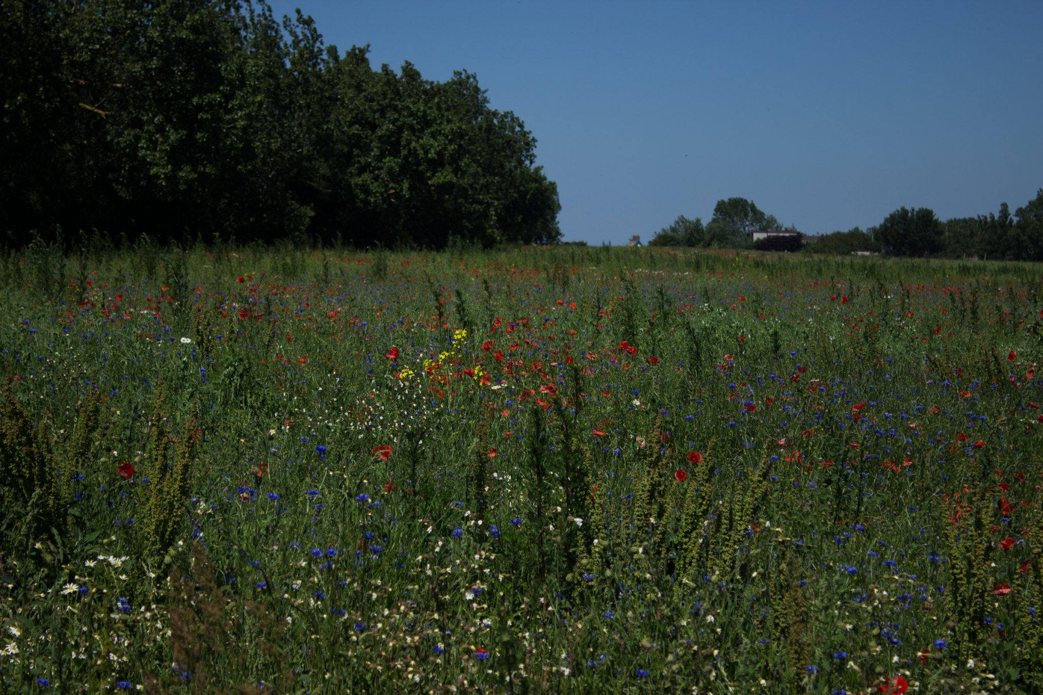 Wandern an der Ostsee von Dierhagen nach Ahrenshoop auf dem E9, sechste Etappe des Wanderwegs an der Ostseeküste von Wismar nach Zingst, nach Ostseebad Wustrow endet der Strand und geht über in eine Steilküste, etwas im Landesinneren wandern wir weiter Richtung Ahrenshoop mit tollen Aussichten auf eine bunte Wildblumenwiese mit Mohnblumen und anderen Wildblumen, wolkenloser Himmel und Sonnenschein im Sommer