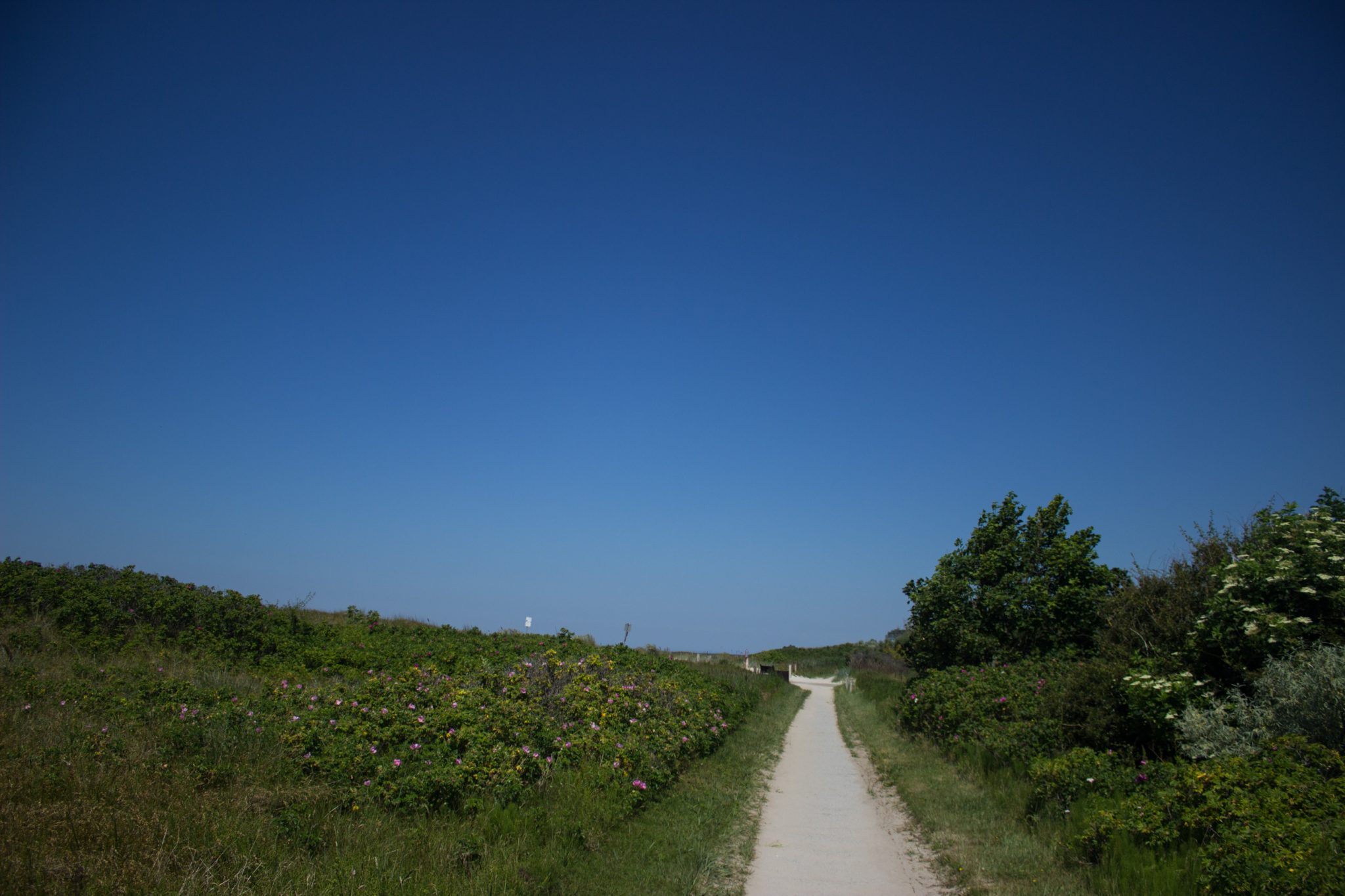 Wandern an der Ostsee von Dierhagen nach Ahrenshoop auf dem E9, sechste Etappe des Wanderwegs an der Ostseeküste von Wismar nach Zingst, nach Ostseebad Wustrow endet der Strand und geht über in eine Steilküste, im Landesinneren wandern wir weiter auf schmalem Pfad mit grüner Vegetation am Wegesrand, wolkenloser Himmel und Sonnenschein im Sommer