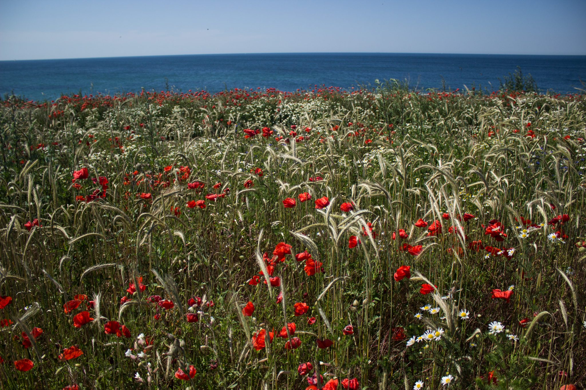 Wandern an der Ostsee von Dierhagen nach Ahrenshoop auf dem E9, sechste Etappe des Wanderwegs an der Ostseeküste von Wismar nach Zingst, nach Ostseebad Wustrow endet der Strand und geht über in eine Steilküste, etwas im Landesinneren wandern wir weiter Richtung Ahrenshoop mit tollen Aussichten auf das weite Meer, Wildblumenwiese mit Mohnblumen und Schilf, wolkenloser Himmel und Sonnenschein im Sommer