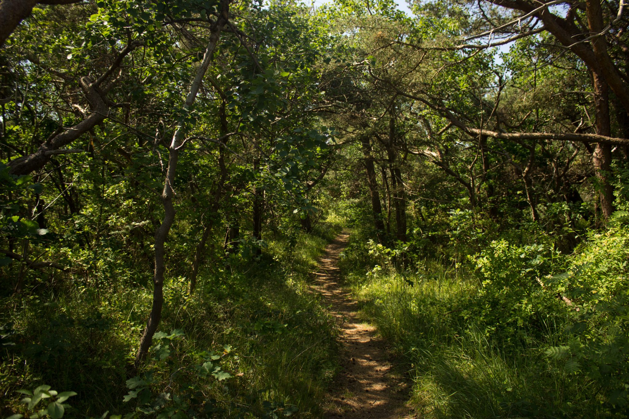 Wandern an der Ostsee von Dierhagen nach Ahrenshoop auf dem E9, sechste Etappe des Wanderwegs an der Ostseeküste von Wismar nach Zingst, schmaler Pfad durch Wald in Dierhagen bei Campingplatz