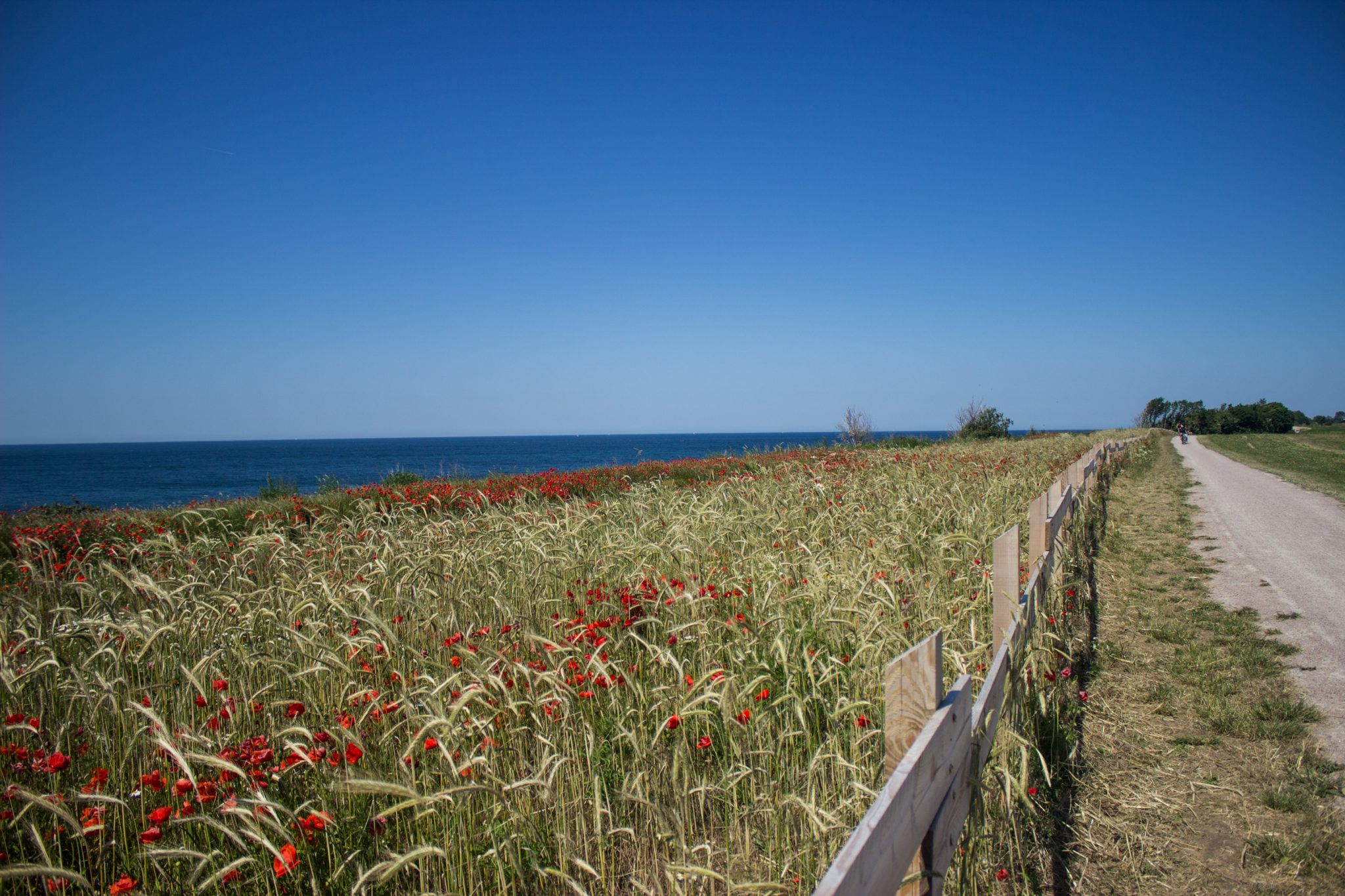 Wandern an der Ostsee von Dierhagen nach Ahrenshoop auf dem E9, sechste Etappe des Wanderwegs an der Ostseeküste von Wismar nach Zingst, nach Ostseebad Wustrow endet der Strand und geht über in eine Steilküste, etwas im Landesinneren wandern wir weiter auf Kieselweg Richtung Ahrenshoop mit tollen Aussichten auf das weite Meer, Wildblumenwiese mit Mohnblumen und Schilf, wolkenloser Himmel und Sonnenschein im Sommer