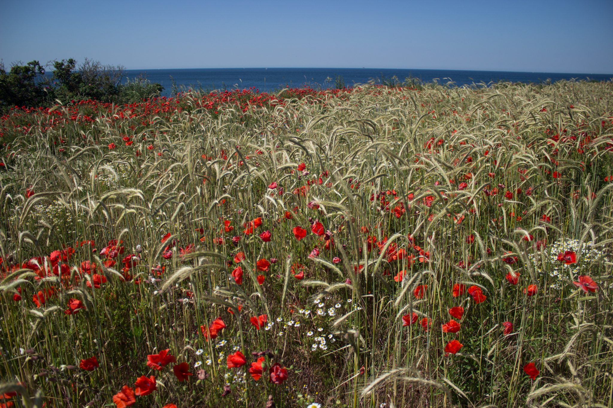 Wandern an der Ostsee von Dierhagen nach Ahrenshoop auf dem E9, sechste Etappe des Wanderwegs an der Ostseeküste von Wismar nach Zingst, nach Ostseebad Wustrow endet der Strand und geht über in eine Steilküste, etwas im Landesinneren wandern wir weiter Richtung Ahrenshoop mit tollen Aussichten auf das weite Meer, Wildblumenwiese mit Mohnblumen und Schilf, wolkenloser Himmel und Sonnenschein im Sommer