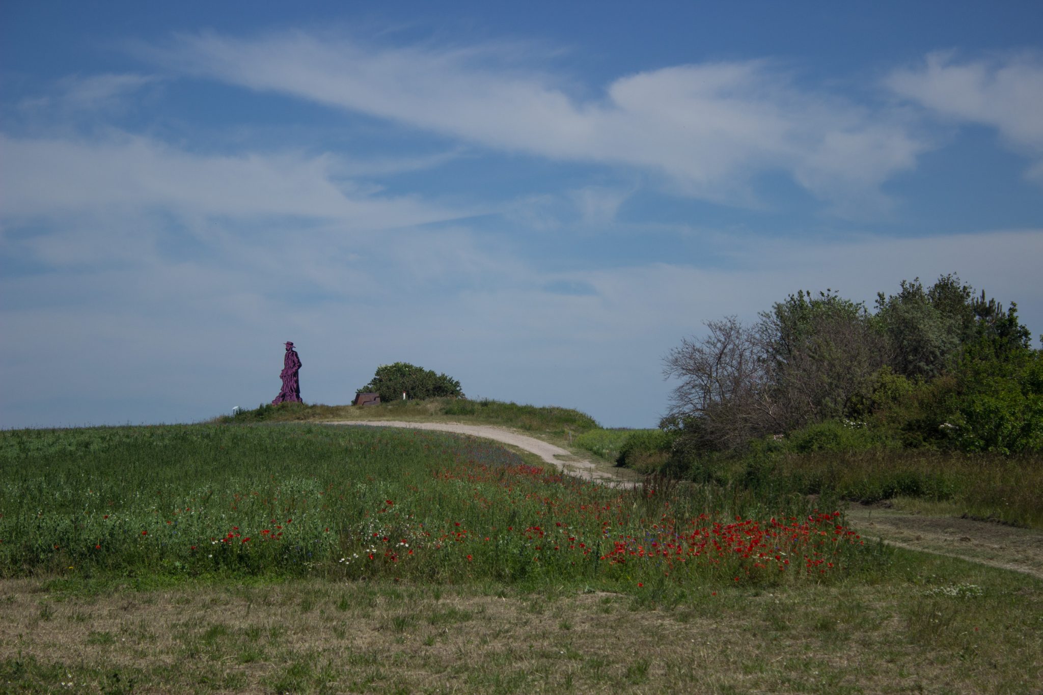 Wandern an der Ostsee von Dierhagen nach Ahrenshoop auf dem E9, sechste Etappe des Wanderwegs an der Ostseeküste von Wismar nach Zingst, nach Ostseebad Wustrow endet der Strand und geht über in eine Steilküste, etwas im Landesinneren wandern wir weiter Richtung Ahrenshoop mit tollen Aussichten auf weite Felder mit Mohnblumen, wolkenloser Himmel und Sonnenschein im Sommer