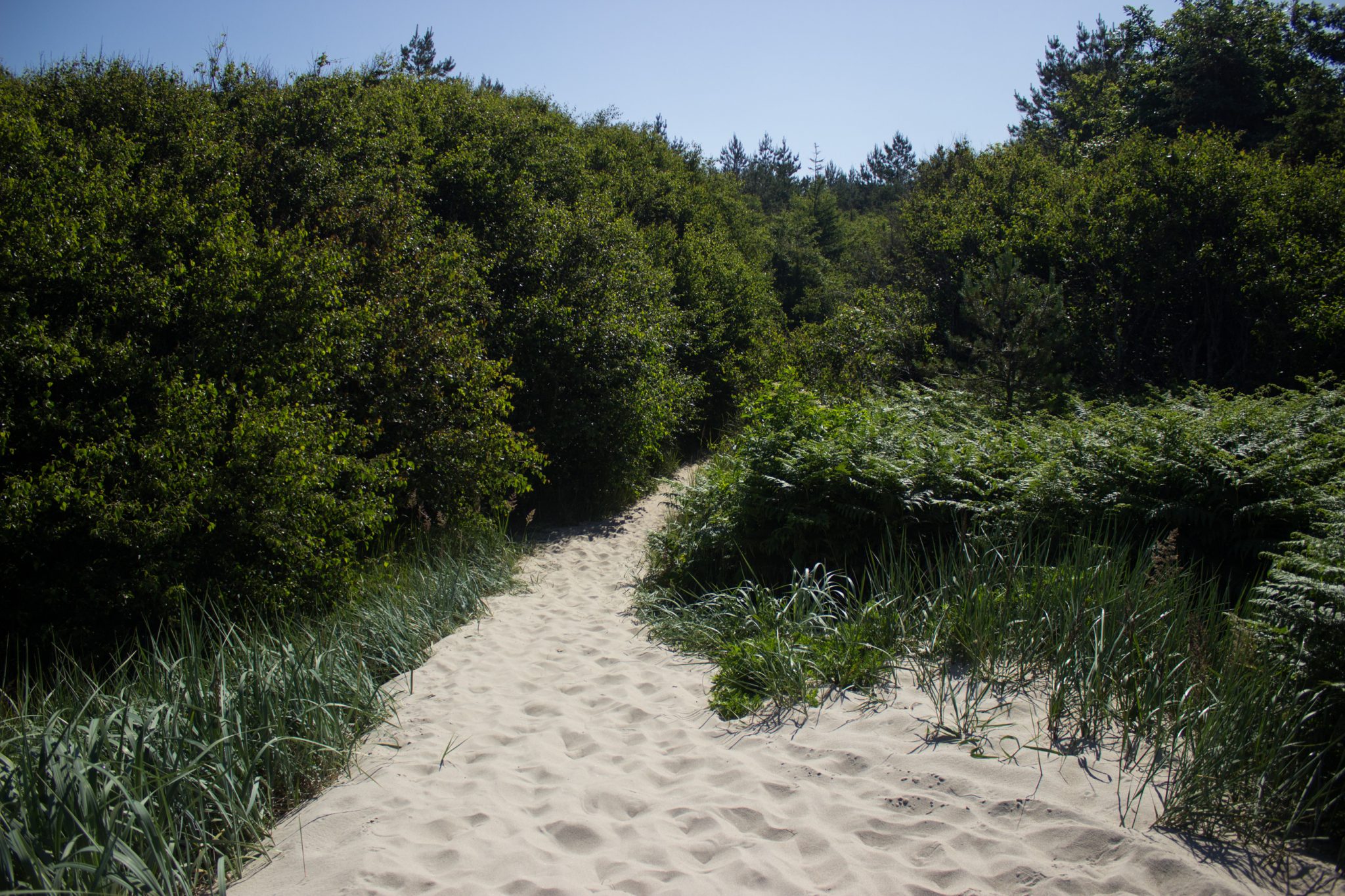 Wandern an der Ostsee von Markgrafenheide nach Dierhagen auf dem E9, fünfte Etappe des Wanderwegs an der Ostseeküste von Wismar nach Zingst, vom schönen und sehr weitläufigen Sandstrand an der Ostsee gehen wir über die Düne und biegen ein in den dichten Küstenwald in Richtung Graal-Müritz, wolkenloser Himmel, durch den tiefen Sand zu wandern ist anstrengend