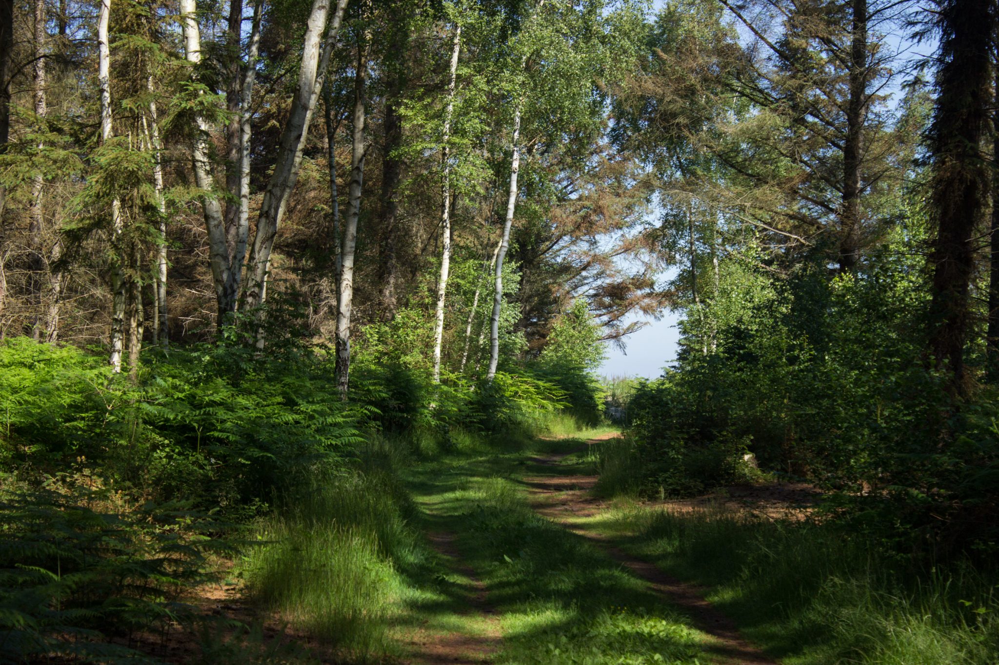 Wandern an der Ostsee von Markgrafenheide nach Dierhagen auf dem E9, fünfte Etappe des Wanderwegs an der Ostseeküste von Wismar nach Zingst, vom schönen und sehr weitläufigen Sandstrand an der Ostsee gehen wir über die Düne und biegen ein in den dichten Küstenwald mit vielen Farnen in Richtung Graal-Müritz, wolkenloser Himmel, läuft sich sehr angenehm im Schatten der Bäume und auf Waldwegen