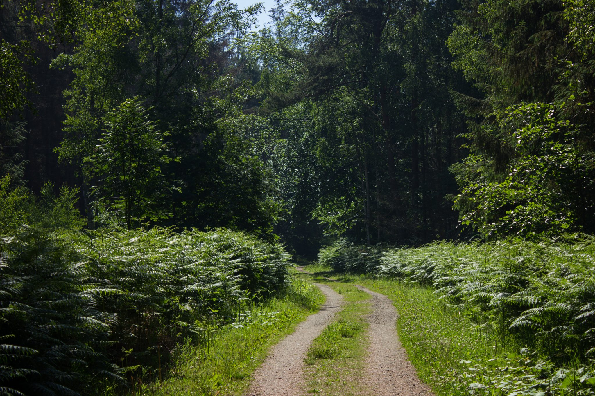 Wandern an der Ostsee von Markgrafenheide nach Dierhagen auf dem E9, fünfte Etappe des Wanderwegs an der Ostseeküste von Wismar nach Zingst, dichter Küstenwald mit vielen Farnen und schönen Bäumen, Wanderer sind unterwegs in Richtung Graal-Müritz, läuft sich sehr angenehm im Schatten der Bäume und auf Waldwegen, kaum andere Menschen unterwegs