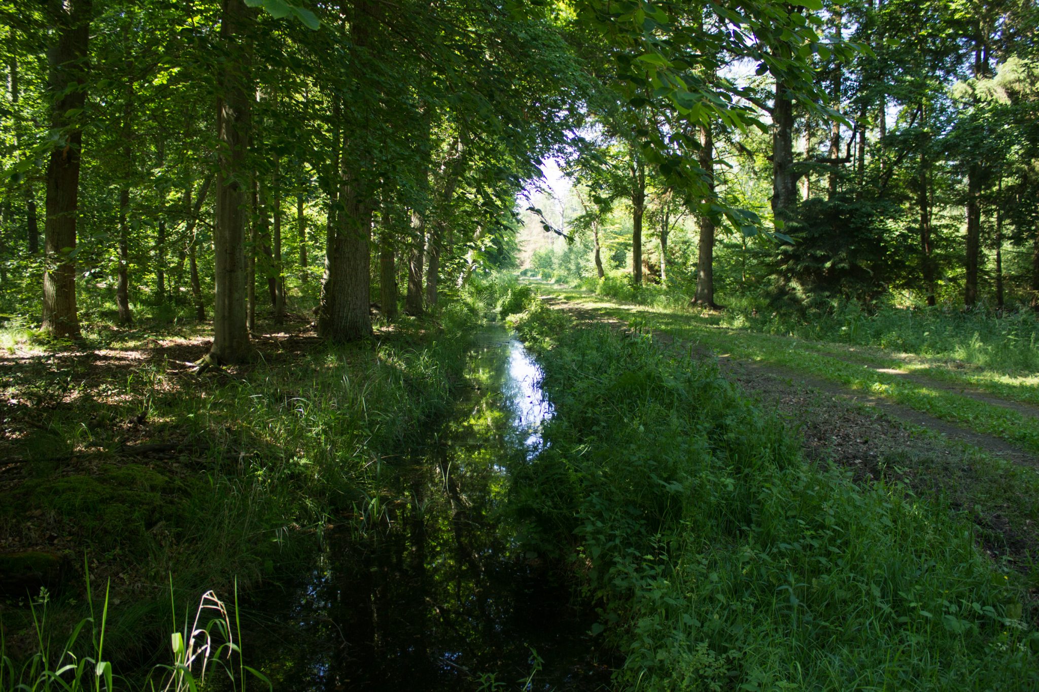 Wandern an der Ostsee von Markgrafenheide nach Dierhagen auf dem E9, fünfte Etappe des Wanderwegs an der Ostseeküste von Wismar nach Zingst, dichter Küstenwald mit vielen Farnen und schönen Bäumen, Wanderer sind unterwegs in Richtung Graal-Müritz, läuft sich sehr angenehm im Schatten der Bäume und auf Waldwegen, kleiner Graben neben dem Wanderweg, kaum andere Menschen unterwegs