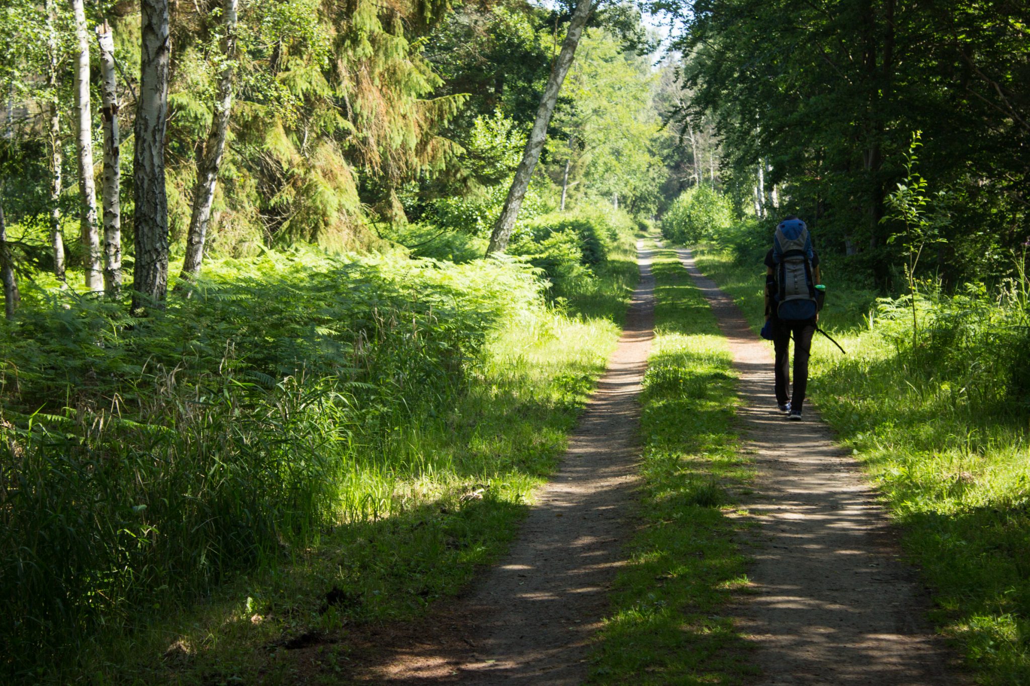 Wandern an der Ostsee von Markgrafenheide nach Dierhagen auf dem E9, fünfte Etappe des Wanderwegs an der Ostseeküste von Wismar nach Zingst, dichter Küstenwald mit vielen Farnen und schönen Bäumen, Wanderer mit großem Rucksack ist unterwegs in Richtung Graal-Müritz, läuft sich sehr angenehm im Schatten der Bäume und auf Waldwegen, kaum andere Menschen unterwegs