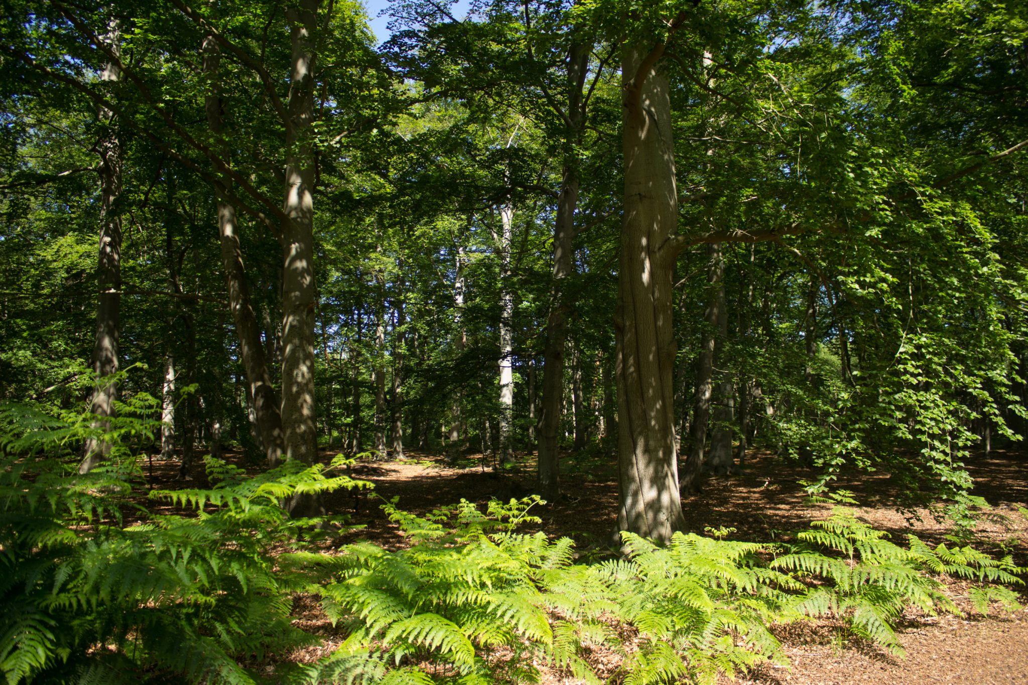 Wandern an der Ostsee von Markgrafenheide nach Dierhagen auf dem E9, fünfte Etappe des Wanderwegs an der Ostseeküste von Wismar nach Zingst, dichter Küstenwald mit vielen Farnen und schönen Bäumen, Wanderer unterwegs in Richtung Graal-Müritz, läuft sich sehr angenehm im Schatten der Bäume und auf Waldwegen, kaum andere Menschen unterwegs
