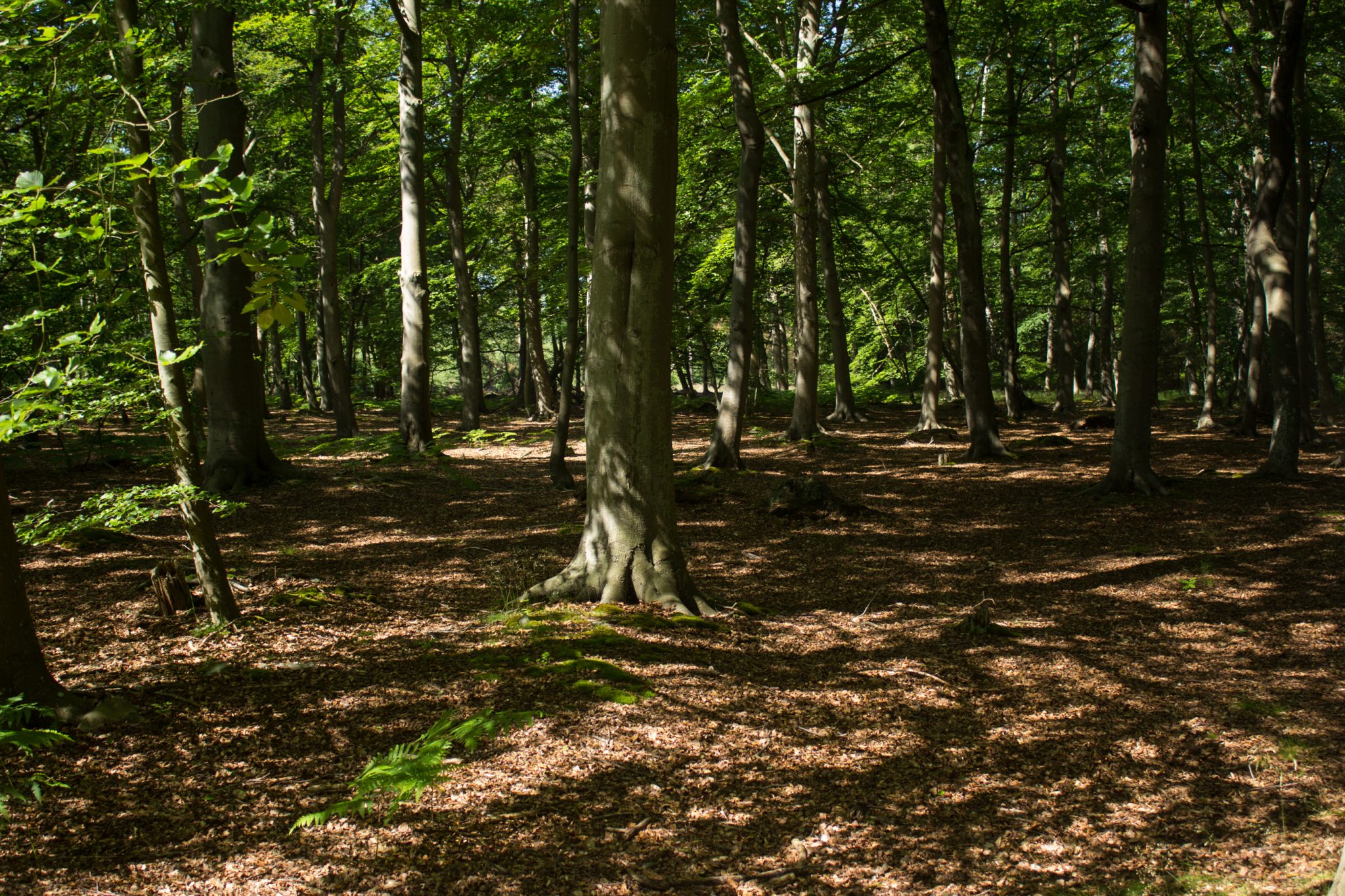 Wandern an der Ostsee von Markgrafenheide nach Dierhagen auf dem E9, fünfte Etappe des Wanderwegs an der Ostseeküste von Wismar nach Zingst, dichter Küstenwald mit vielen Farnen und schönen Bäumen, Wanderer unterwegs in Richtung Graal-Müritz, läuft sich sehr angenehm im Schatten der Bäume und auf Waldwegen, kühle Temperatur im Wald, kaum andere Menschen unterwegs