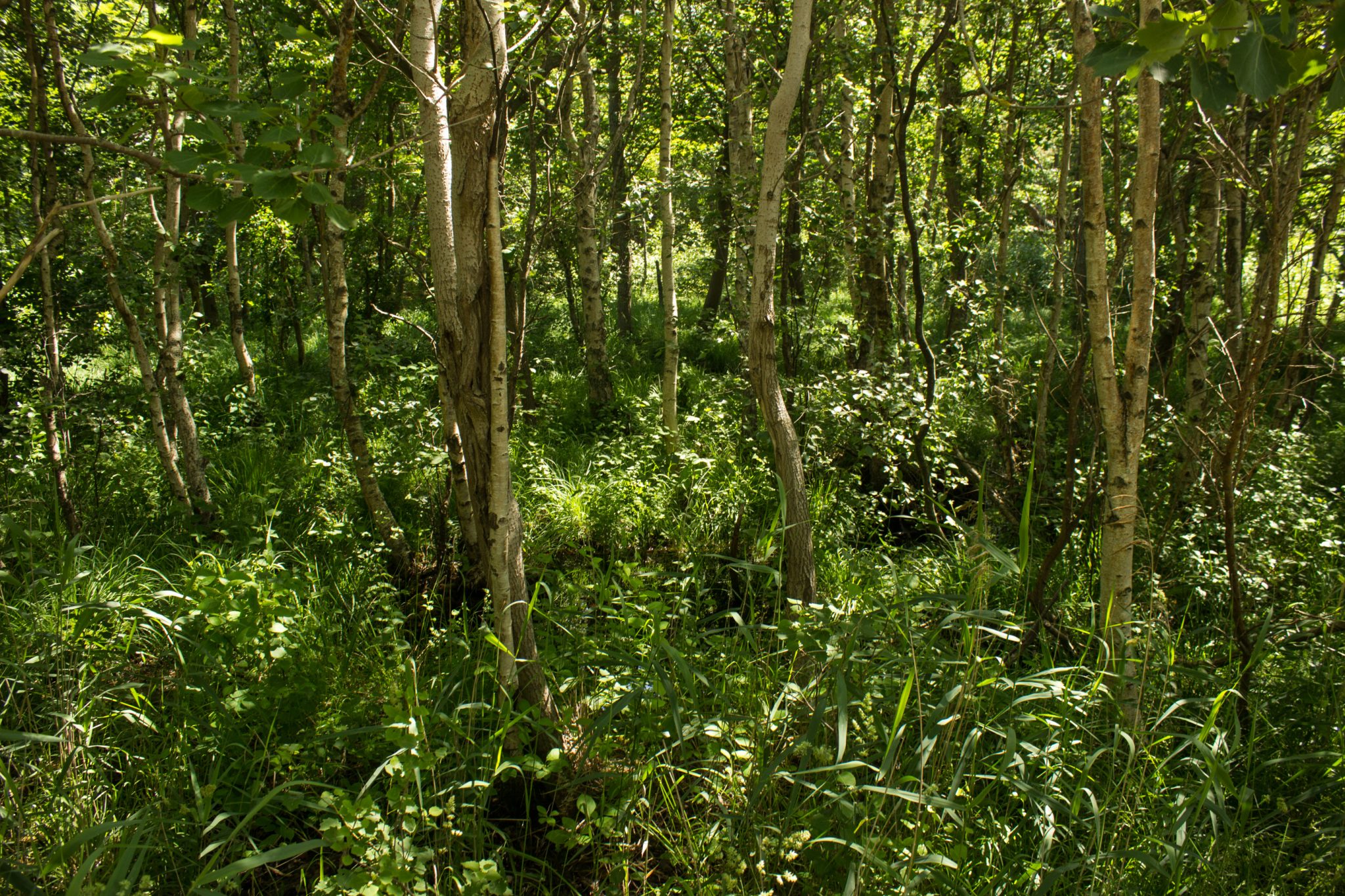 Wandern an der Ostsee von Markgrafenheide nach Dierhagen auf dem E9, fünfte Etappe des Wanderwegs an der Ostseeküste von Wismar nach Zingst, nach Ort Graal-Müritz weiter auf dem E9 nach Dierhagen, saftiger, grüner Wald an der Ostseeküste, angenehmer Schatten durch Bäume, Wanderweg durch Naturschutzgebiet Großes Ribnitzer Moor mit viel Sumpf und vielen Mücken
