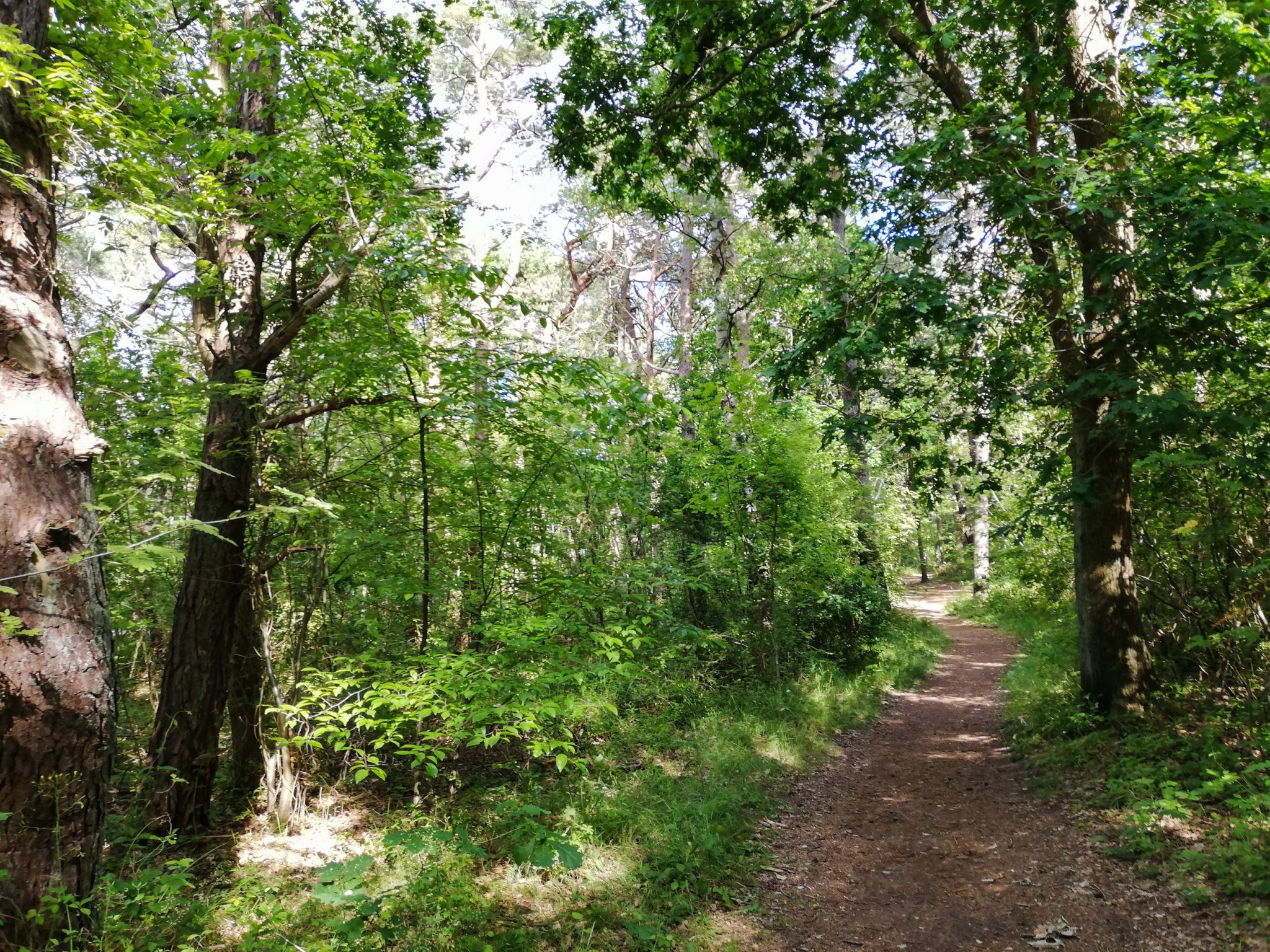 Wandern an der Ostsee von Markgrafenheide nach Dierhagen auf dem E9, fünfte Etappe des Wanderwegs an der Ostseeküste von Wismar nach Zingst, nach Ort Graal-Müritz weiter auf dem E9 nach Dierhagen, Wanderweg durch Küstenwald zwischen Ortsteil Neuhaus und Dierhagen, angenehmer Schatten durch Bäume, schöner Pfad durch Wald