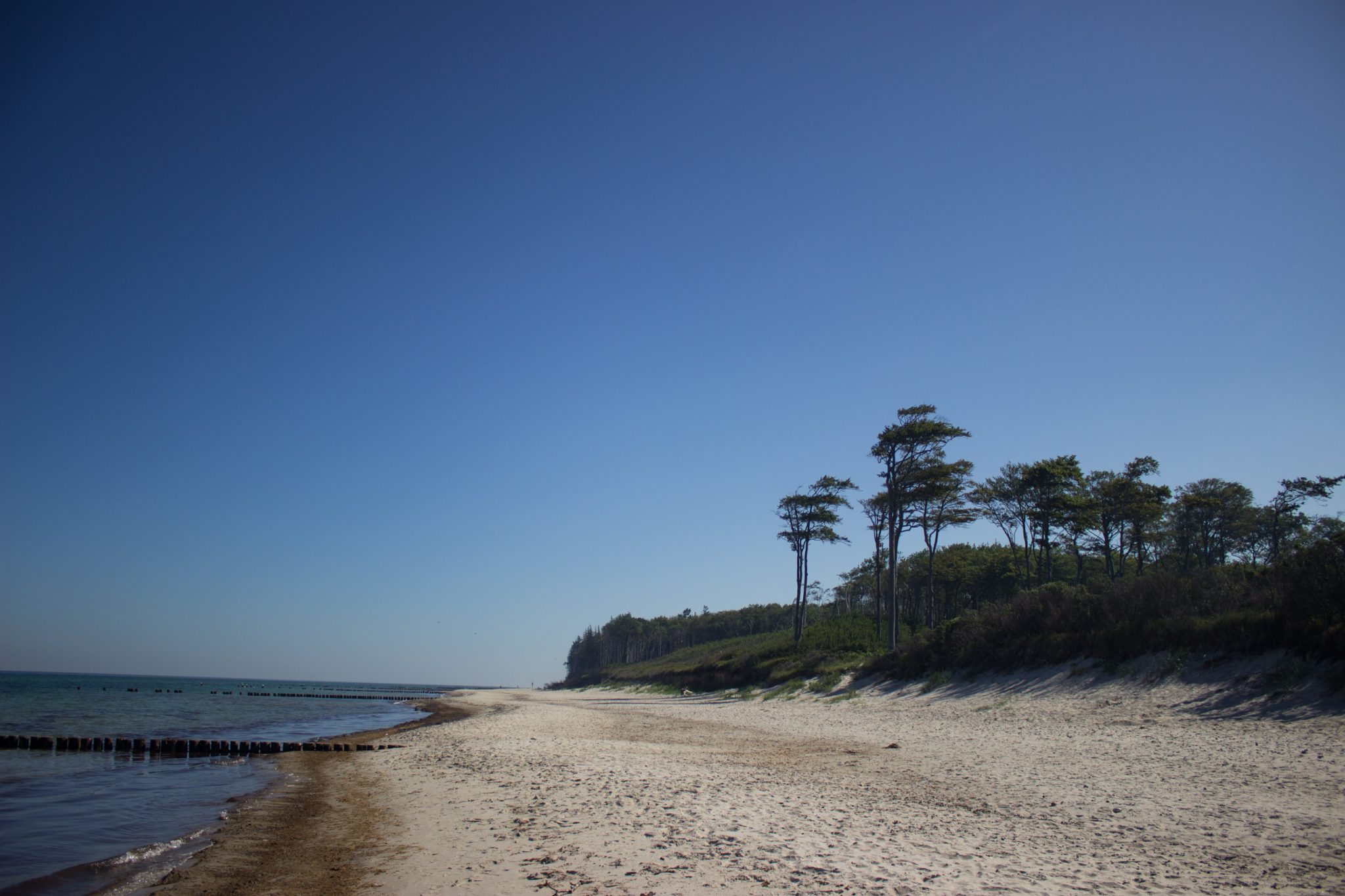 Wandern an der Ostsee von Markgrafenheide nach Dierhagen auf dem E9, fünfte Etappe des Wanderwegs an der Ostseeküste von Wismar nach Zingst, menschenleerer schöner und sehr weitläufiger Sandstrand an der Ostsee in der Nähe von Markgrafenheide, bewachsene Dünen mit Küstenvegetation wandeln sich zunehmend in richtigen Küstenwald mit Steilküste, sanfte Wellen rollen ans Ufer des Meeres, wolkenloser Himmel