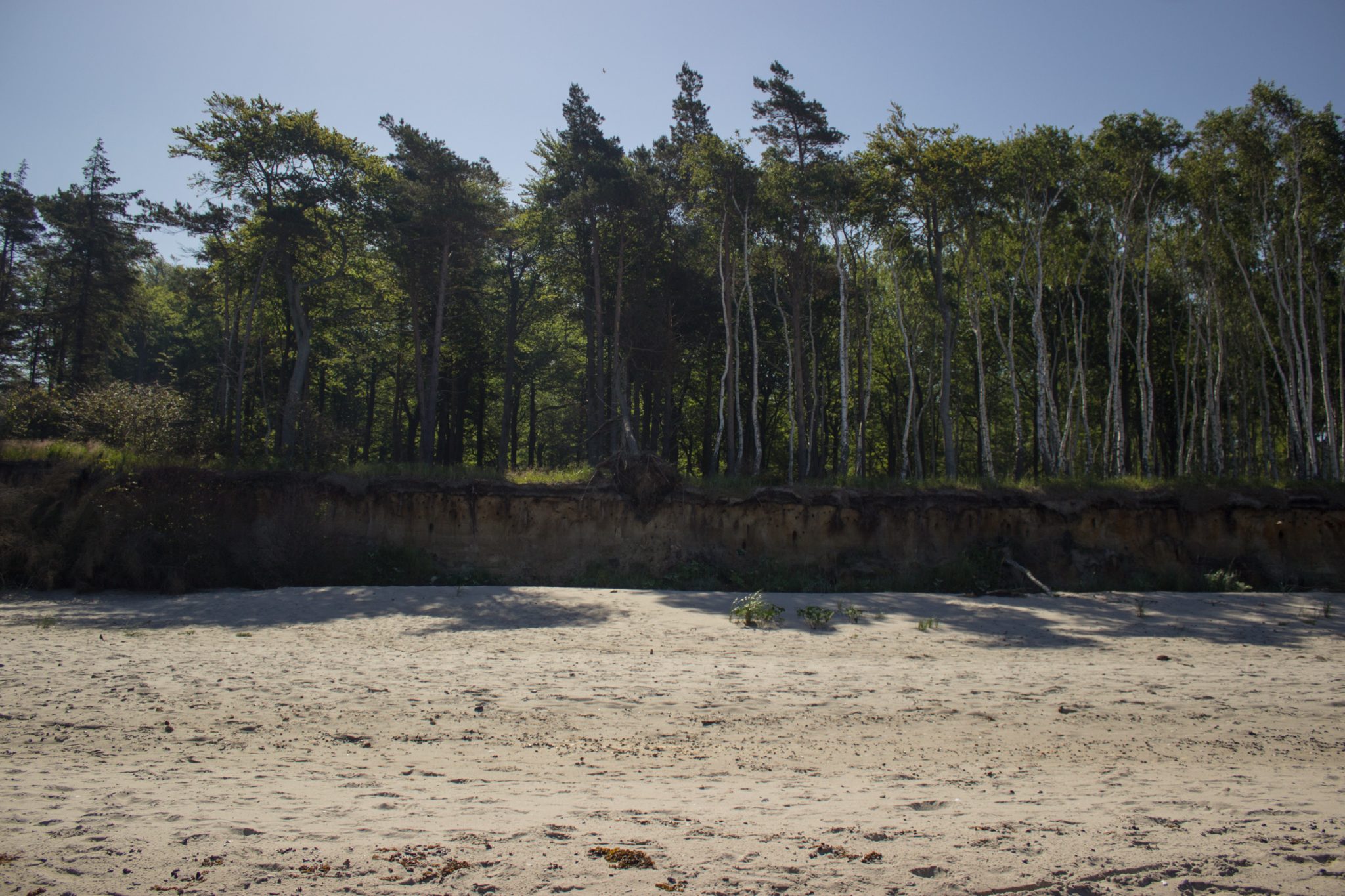 Wandern an der Ostsee von Markgrafenheide nach Dierhagen auf dem E9, fünfte Etappe des Wanderwegs an der Ostseeküste von Wismar nach Zingst, menschenleerer schöner und sehr weitläufiger Sandstrand an der Ostsee in der Nähe von Markgrafenheide, bewachsene Dünen mit Küstenvegetation wandeln sich zunehmend in richtigen Küstenwald mit Steilküste, wolkenloser Himmel