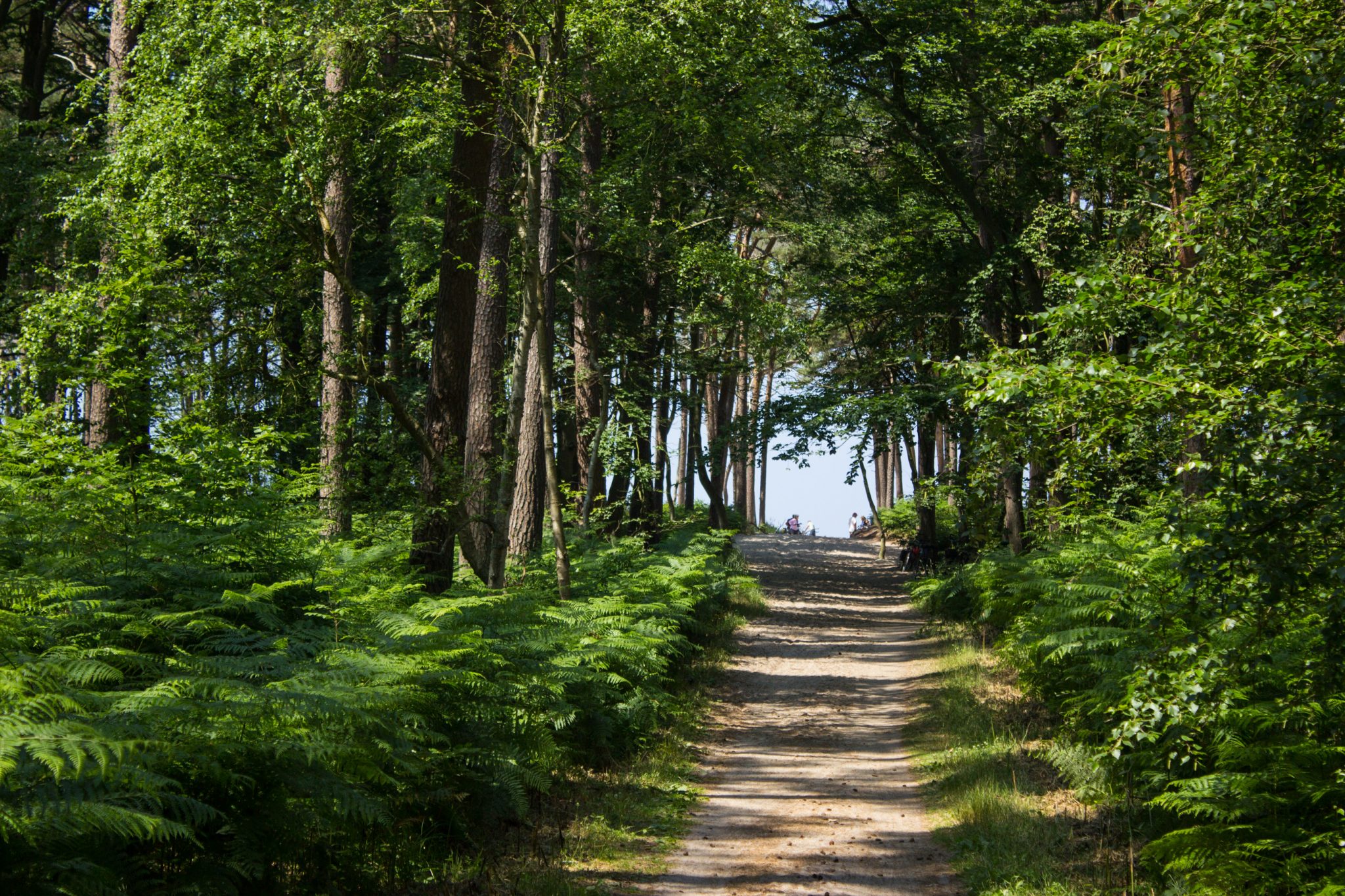 Wandern an der Ostsee von Ahrenshoop nach Zingst auf dem E9, siebte Etappe des Wanderwegs an der Ostseeküste von Wismar nach Zingst, nach Wanderung bis zum Weststrand von Ahrenshoop geht es weiter durch schönen Wald im Nationalpark Vorpommersche Boddenlandschaft