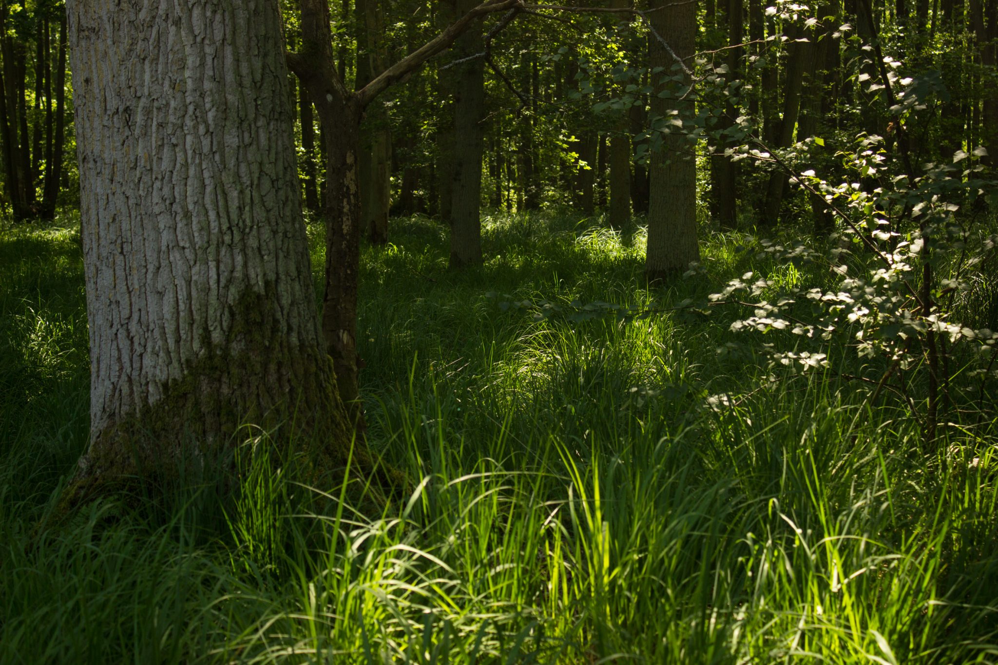 Wandern an der Ostsee von Ahrenshoop nach Zingst auf dem E9, siebte Etappe des Wanderwegs an der Ostseeküste von Wismar nach Zingst, nach Wanderung bis zum Weststrand von Ahrenshoop geht es weiter durch schönen Wald im Nationalpark Vorpommersche Boddenlandschaft, dichte Gräser wachsen auf dem Waldboden, Wanderer sind umringt von dichtem Mischwald