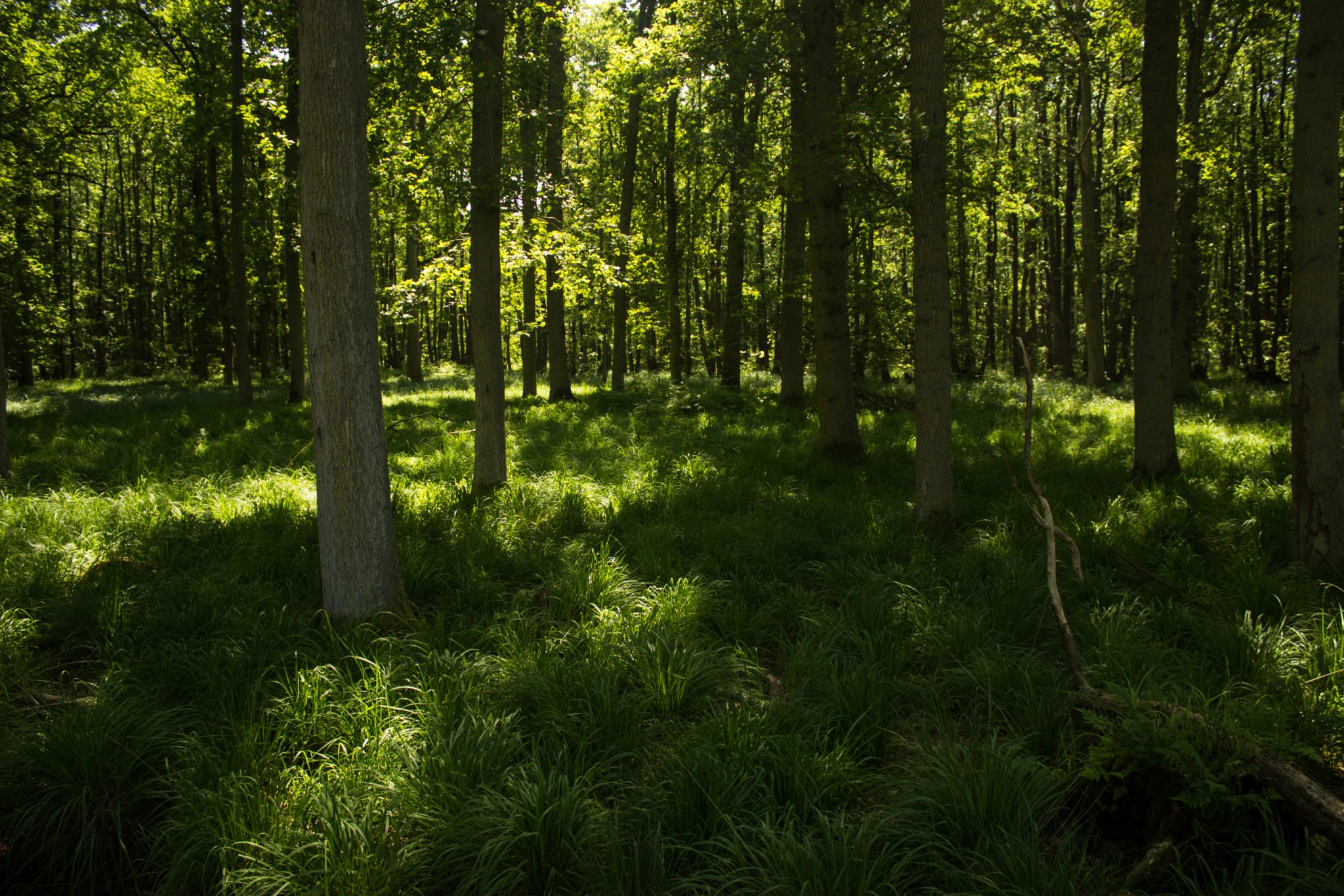 Wandern an der Ostsee von Ahrenshoop nach Zingst auf dem E9, siebte Etappe des Wanderwegs an der Ostseeküste von Wismar nach Zingst, im schönen, dichten Wald im Nationalpark Vorpommersche Boddenlandschaft auf der Halbinsel Fischland-Darß-Zingst, Wanderweg verläuft im kühlenden Schatten der Bäume, dichte Gräser und Farne wachsen auf dem Waldboden umringt von dichtem Mischwald