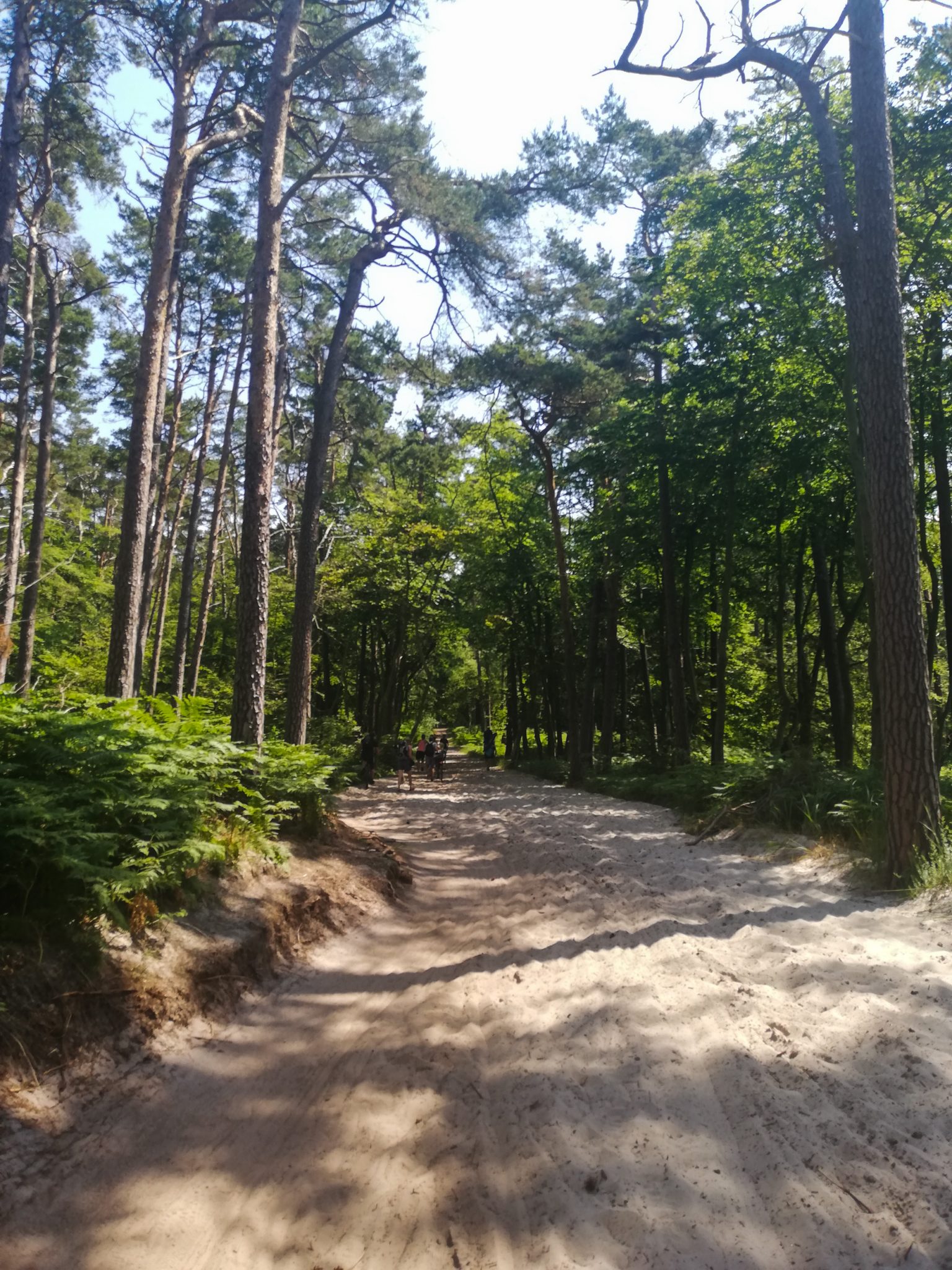 Wandern an der Ostsee von Ahrenshoop nach Zingst auf dem E9, siebte Etappe des Wanderwegs an der Ostseeküste von Wismar nach Zingst, nach Wanderung bis zum Weststrand von Ahrenshoop geht es erstmal durch tiefen Sand im lichten Wald, am Weststrand viele Menschen, dann weiter durch schönen Mischwald im Nationalpark Vorpommersche Boddenlandschaft
