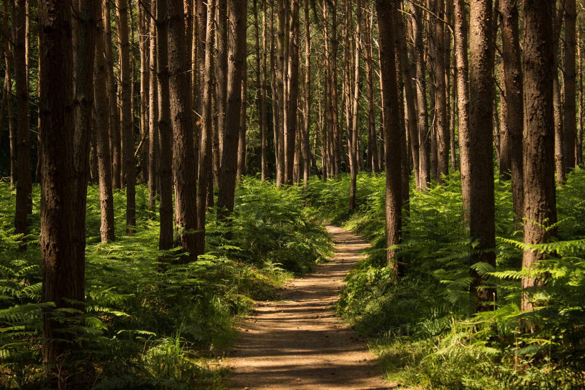 Wandern an der Ostsee von Ahrenshoop nach Zingst auf dem E9, siebte Etappe des Wanderwegs an der Ostseeküste von Wismar nach Zingst, im schönen Wald im Nationalpark Vorpommersche Boddenlandschaft, Wanderweg verläuft im kühlenden Schatten der Bäume, dichte Gräser und Farne wachsen auf dem Waldboden umringt von dichtem Mischwald