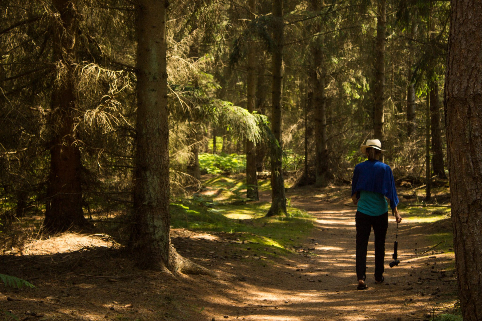 Wandern an der Ostsee von Ahrenshoop nach Zingst auf dem E9, siebte Etappe des Wanderwegs an der Ostseeküste von Wismar nach Zingst, im schönen Wald im Nationalpark Vorpommersche Boddenlandschaft, Wanderer läuft auf Weg im kühlenden Schatten der Bäume, umringt von dichtem Mischwald