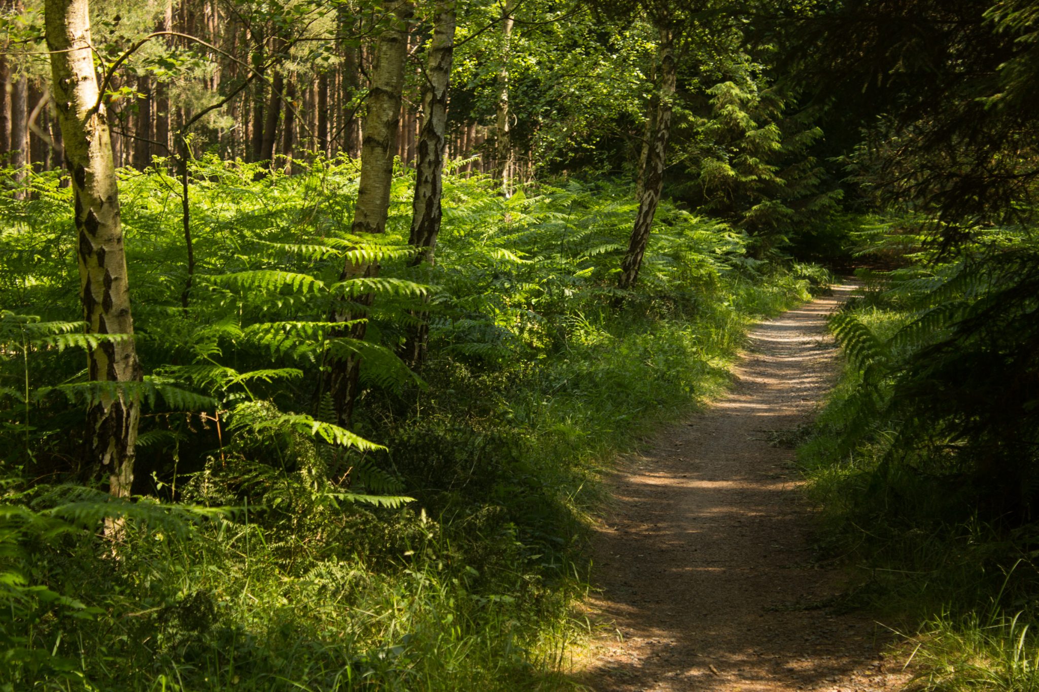 Wandern an der Ostsee von Ahrenshoop nach Zingst auf dem E9, siebte Etappe des Wanderwegs an der Ostseeküste von Wismar nach Zingst, im schönen Wald im Nationalpark Vorpommersche Boddenlandschaft, Wanderweg verläuft auf weichem Waldboden im kühlenden Schatten der Bäume, dichte Gräser und Farne wachsen auf dem Waldboden umringt von dichtem Mischwald
