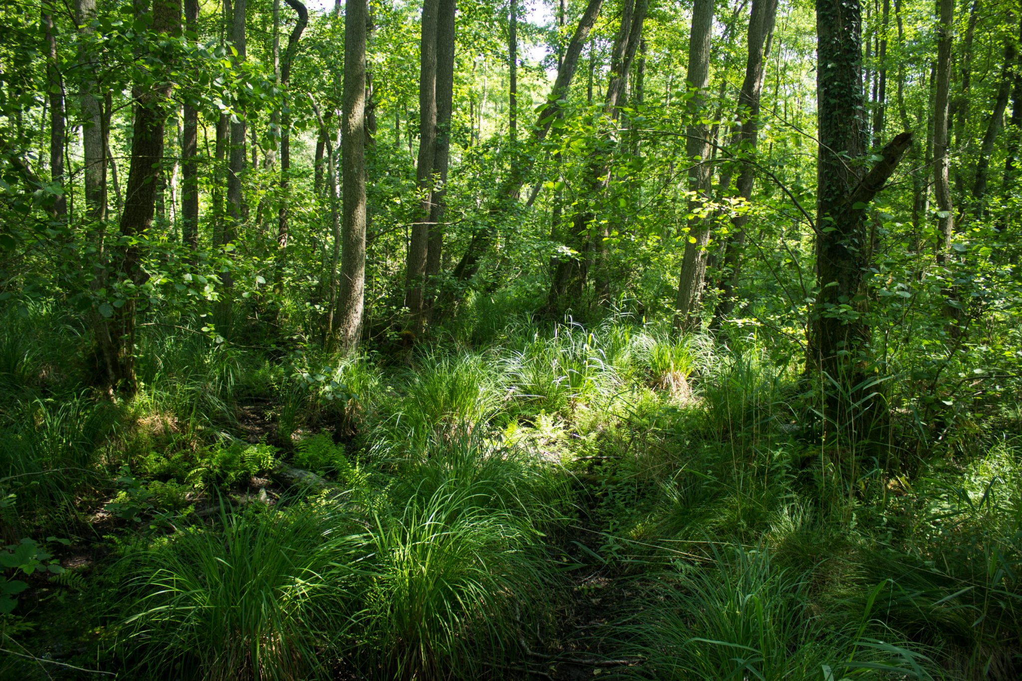 Wandern an der Ostsee von Ahrenshoop nach Zingst auf dem E9, siebte Etappe des Wanderwegs an der Ostseeküste von Wismar nach Zingst, im schönen, dichten Wald im Nationalpark Vorpommersche Boddenlandschaft auf der Halbinsel Fischland-Darß-Zingst, Wanderweg verläuft im kühlenden Schatten der Bäume, dichte Gräser und Farne wachsen auf dem Waldboden umringt von dichtem Mischwald, Paradies auch für Mücken im Sumpf der Boddenlandschaft des Darßer Urwalds
