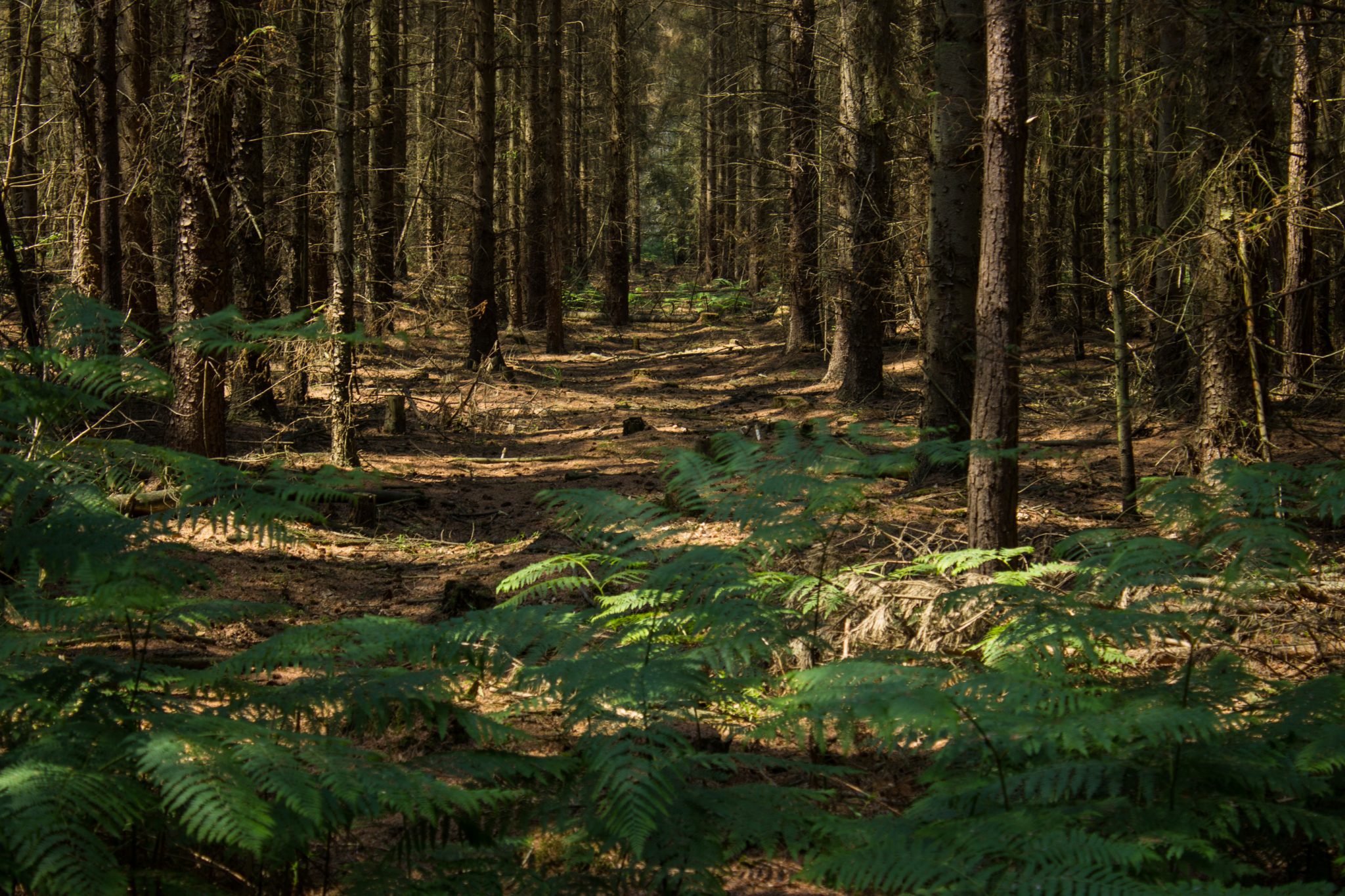 Wandern an der Ostsee von Ahrenshoop nach Zingst auf dem E9, siebte Etappe des Wanderwegs an der Ostseeküste von Wismar nach Zingst, im schönen, dichten Wald im Nationalpark Vorpommersche Boddenlandschaft auf der Halbinsel Fischland-Darß-Zingst, Wanderweg verläuft im kühlenden Schatten der Bäume, Farne wachsen auf dem Waldboden umringt von dichtem Mischwald