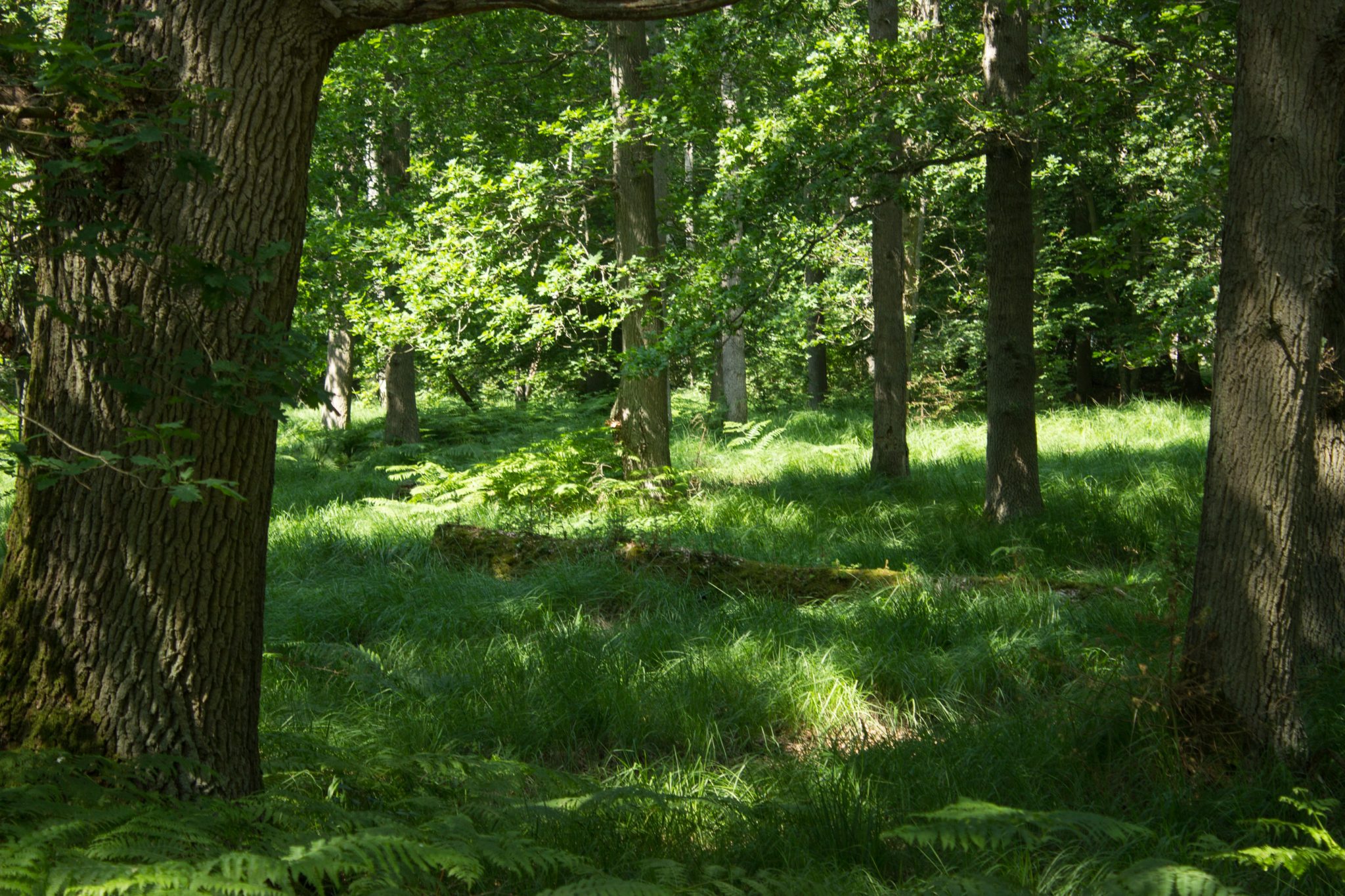 Wandern an der Ostsee von Ahrenshoop nach Zingst auf dem E9, siebte Etappe des Wanderwegs an der Ostseeküste von Wismar nach Zingst, im schönen, dichten Wald im Nationalpark Vorpommersche Boddenlandschaft auf der Halbinsel Fischland-Darß-Zingst, Wanderweg verläuft im kühlenden Schatten der Bäume, dichte Gräser und Farne wachsen auf dem Waldboden umringt von dichtem Mischwald, Paradies auch für Mücken im Sumpf der Boddenlandschaft des Darßer Urwalds