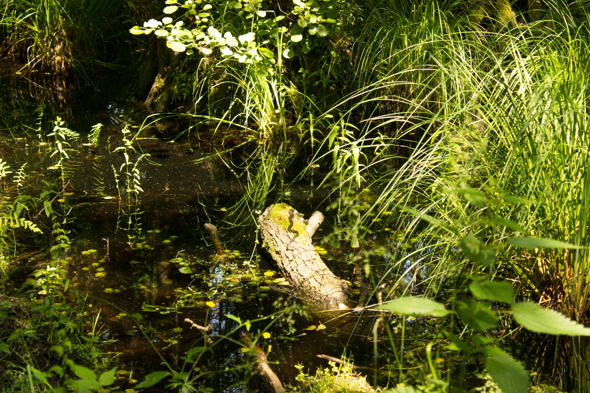 Wandern an der Ostsee von Ahrenshoop nach Zingst auf dem E9, siebte Etappe des Wanderwegs an der Ostseeküste von Wismar nach Zingst, im schönen, dichten Wald im Nationalpark Vorpommersche Boddenlandschaft auf der Halbinsel Fischland-Darß-Zingst, Wanderweg verläuft im kühlenden Schatten der Bäume, dichte Gräser und Farne wachsen auf dem Waldboden umringt von dichtem Mischwald, Paradies auch für Mücken im Sumpf der Boddenlandschaft des Darßer Urwalds