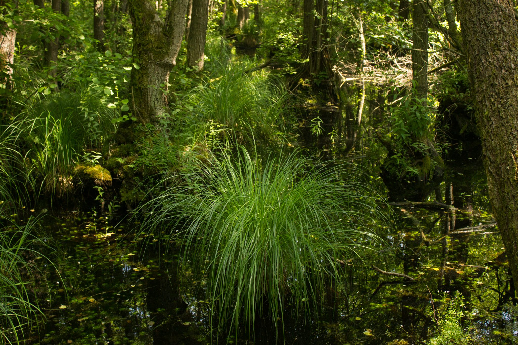 Wandern an der Ostsee von Ahrenshoop nach Zingst auf dem E9, siebte Etappe des Wanderwegs an der Ostseeküste von Wismar nach Zingst, im schönen, dichten Wald im Nationalpark Vorpommersche Boddenlandschaft auf der Halbinsel Fischland-Darß-Zingst, Wanderweg verläuft im kühlenden Schatten der Bäume, dichte Gräser und Farne wachsen auf dem Waldboden umringt von dichtem Mischwald, Paradies auch für Mücken im Sumpf der Boddenlandschaft des Darßer Urwalds