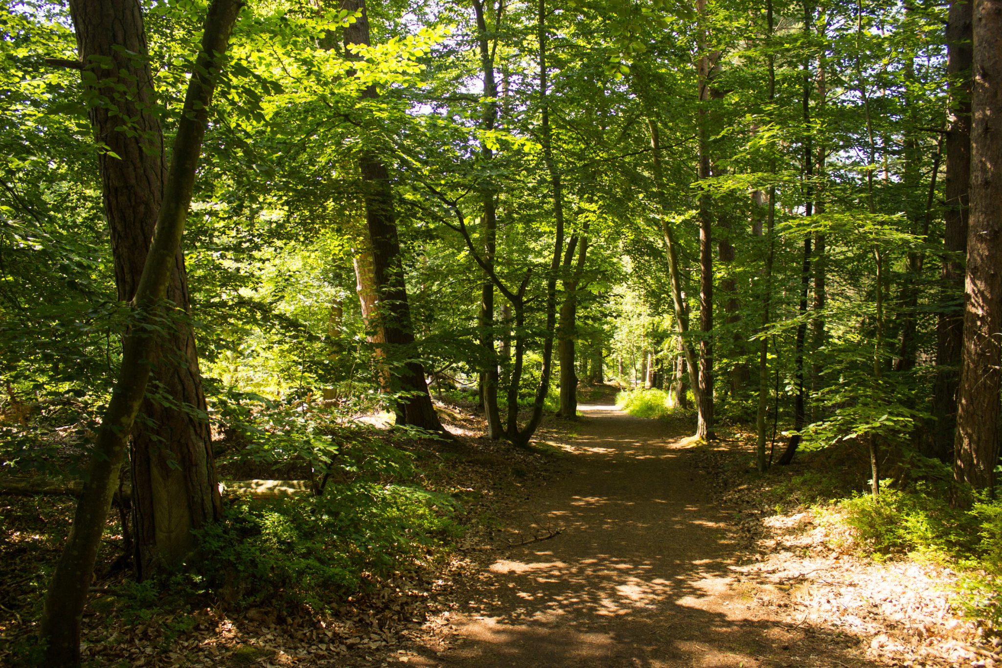 Wandern an der Ostsee von Ahrenshoop nach Zingst auf dem E9, siebte Etappe des Wanderwegs an der Ostseeküste von Wismar nach Zingst, im schönen Wald im Nationalpark Vorpommersche Boddenlandschaft, Wanderweg verläuft auf weichem Waldboden im kühlenden Schatten der Bäume, Gräser und Farne wachsen auf dem Waldboden umringt von dichtem Mischwald, traumhaftes Wandergebiet