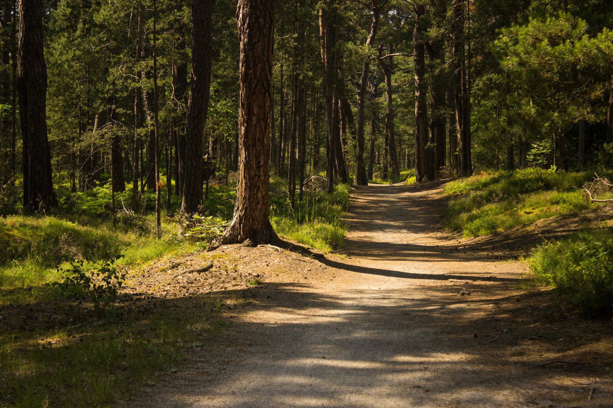 Wandern an der Ostsee von Ahrenshoop nach Zingst auf dem E9, siebte Etappe des Wanderwegs an der Ostseeküste von Wismar nach Zingst, im schönen Wald im Nationalpark Vorpommersche Boddenlandschaft, Wanderweg verläuft auf weichem Waldboden im kühlenden Schatten der Bäume, Gräser und Farne wachsen auf dem Waldboden umringt von dichtem Mischwald, traumhaftes Wandergebiet