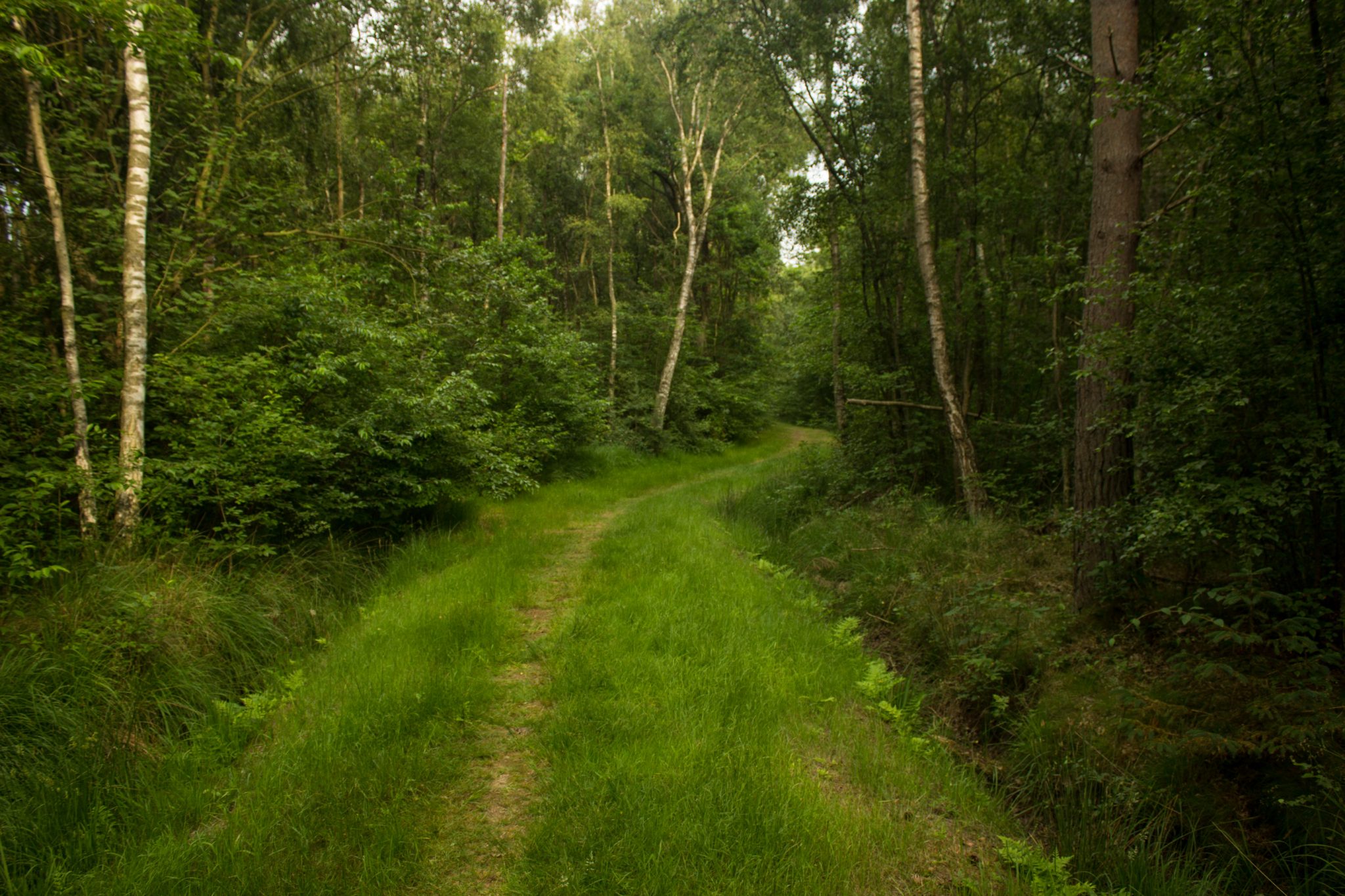 Wandern an der Ostsee von Ahrenshoop nach Zingst auf dem E9, siebte Etappe des Wanderwegs an der Ostseeküste von Wismar nach Zingst, nach Ort Prerow verläuft der Wanderweg nach Zingst auf befestigter Düne, welcher auch der Fahrradweg ist, einige Abschnitte gehen wir durch Wald auf Rasen im schönen Mischwald