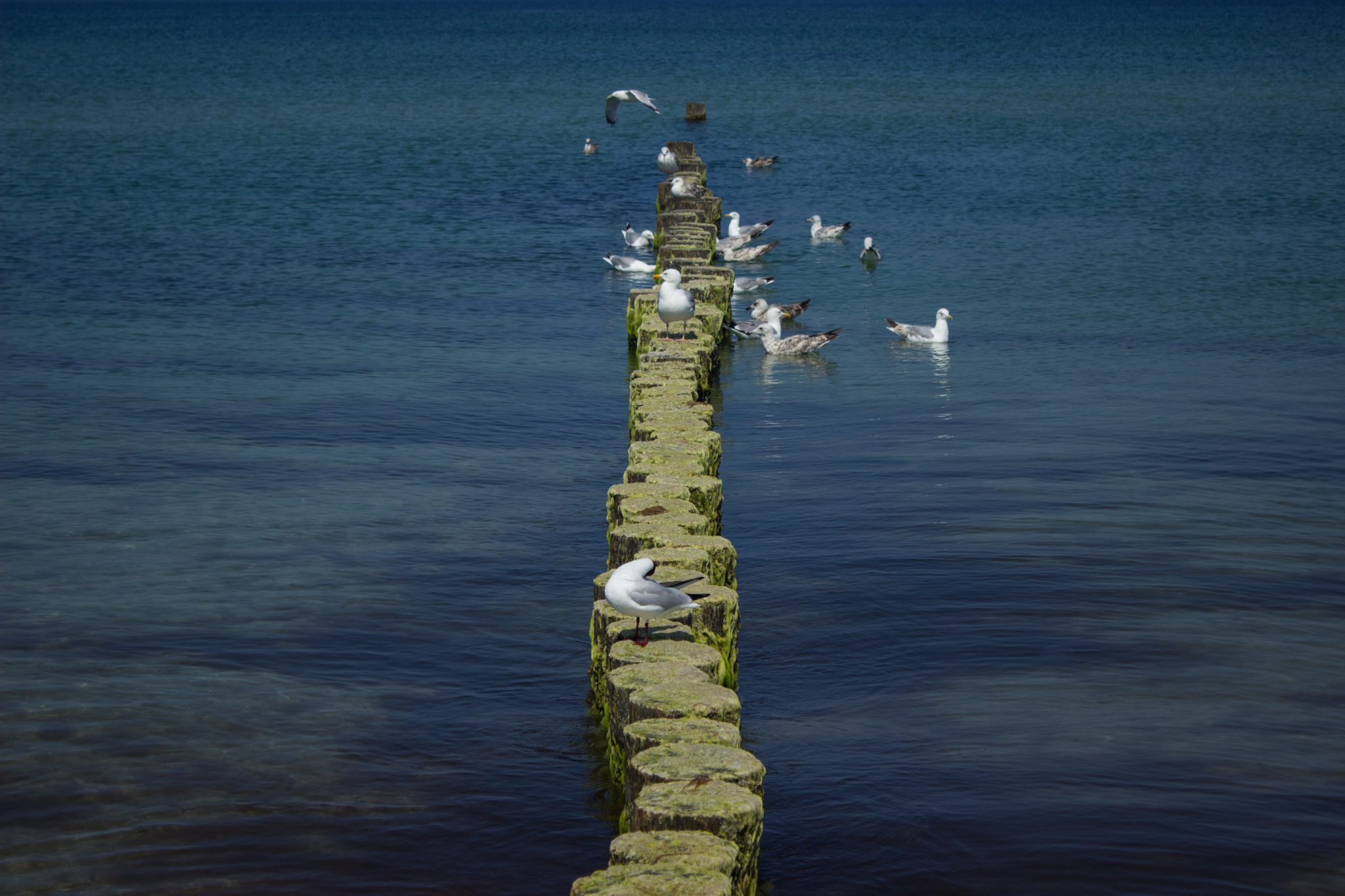 Wandern an der Ostsee von Ahrenshoop nach Zingst auf dem E9, siebte Etappe des Wanderwegs an der Ostseeküste von Wismar nach Zingst, viele Möwen an der Ostsee in Ahrenshoop auf einer Buhne, die dem Küstenschutz dient, schönes, sauberes Meer mit klarem Wasser