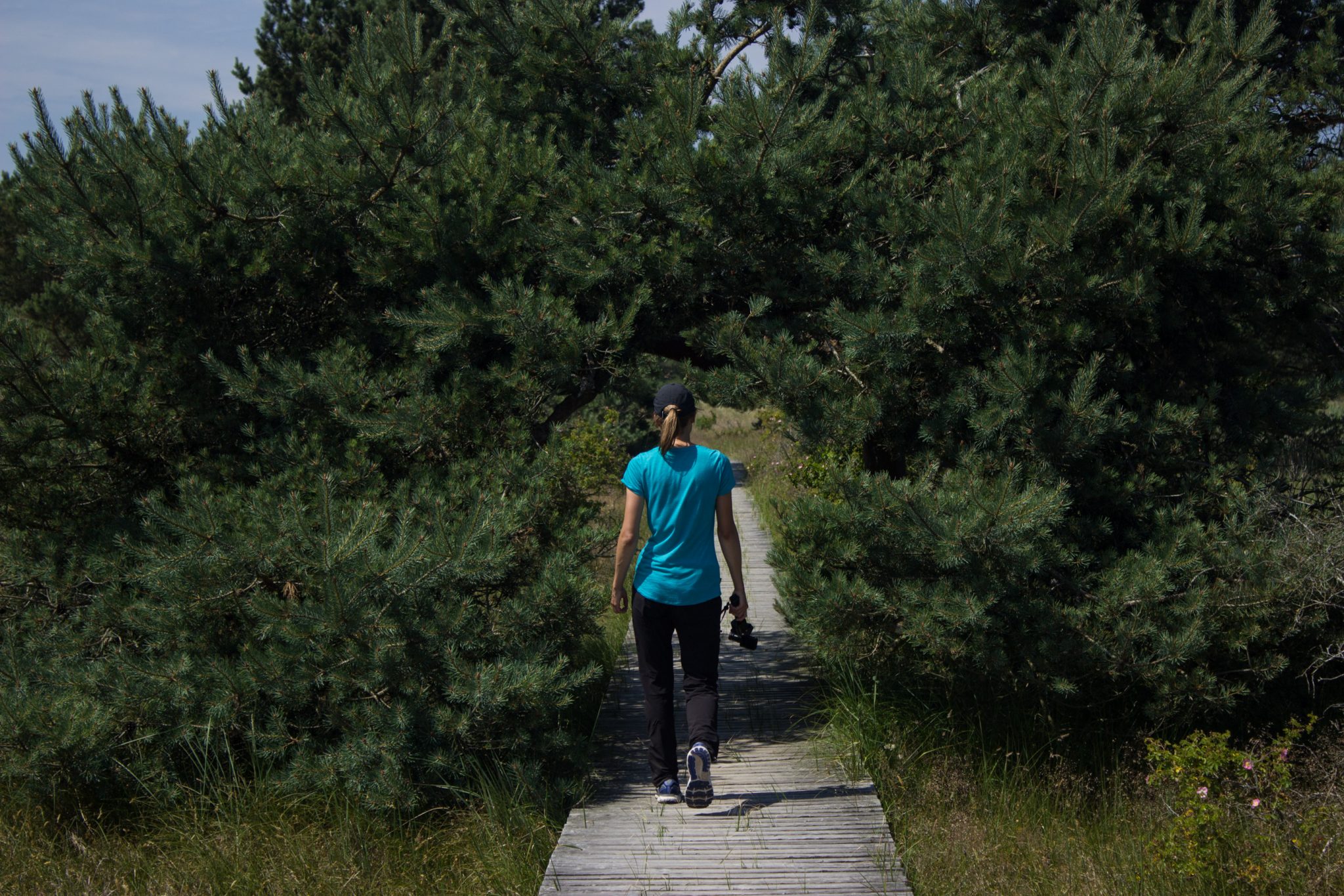 Rundwanderweg Darßer Ort zum Leuchtturm, auf der Halbinsel Darß an der Ostsee, Wanderung im Nationalpark Vorpommersche Boddenlandschaft, abwechslungsreicher Wanderweg, angelegter Wanderweg aus Holz zum Schutz der Tier- und Pflanzenwelt, Wanderer umringt von saftig grüner Vegetation