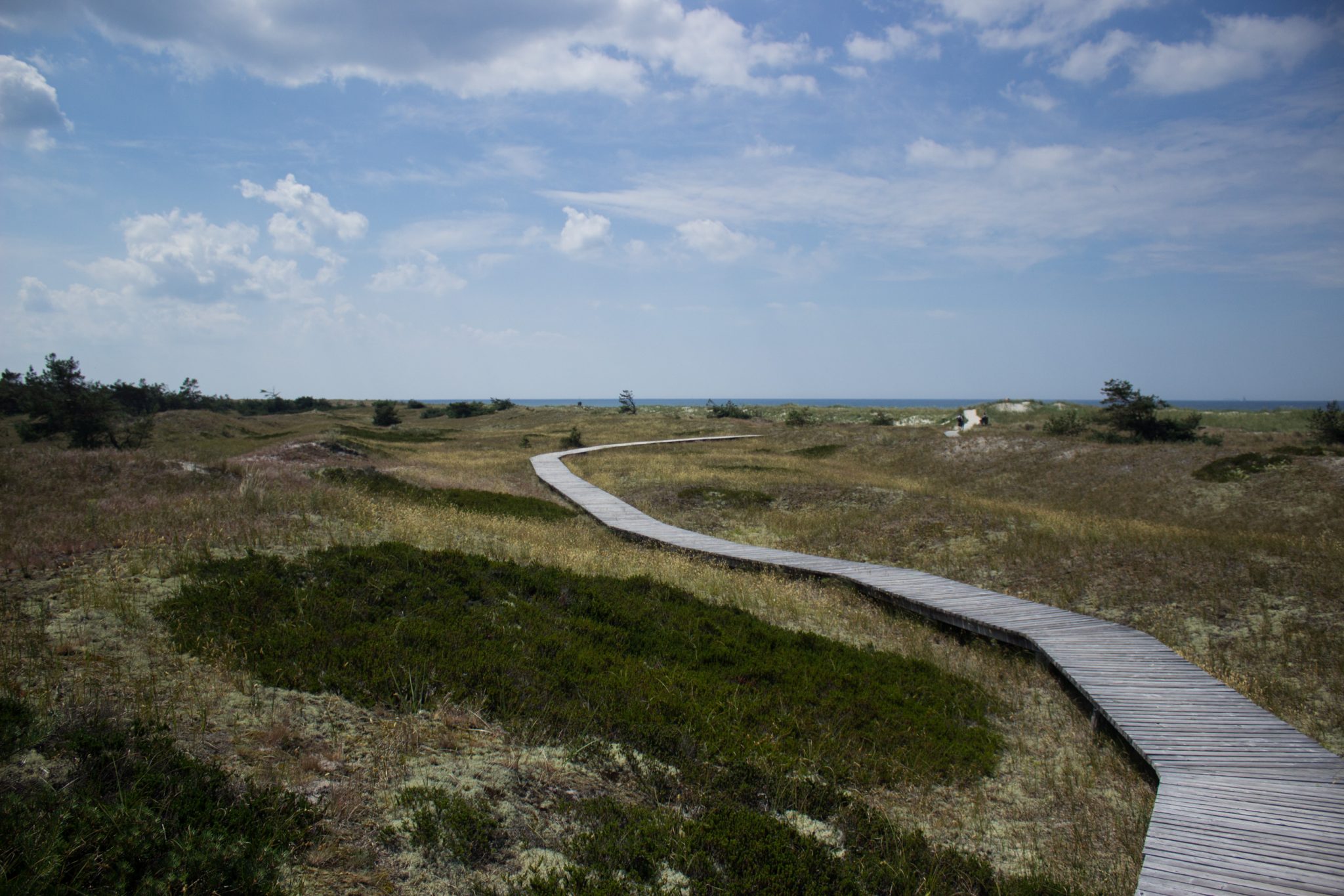 Rundwanderweg Darßer Ort zum Leuchtturm, auf der Halbinsel Darß an der Ostsee, Wanderung im Nationalpark Vorpommersche Boddenlandschaft, abwechslungsreicher Wanderweg, angelegter Wanderweg aus Holz zum Schutz der Tier- und Pflanzenwelt führt in Richtung des Strandes an der Ostsee, je näher an der Ostsee umso karger die Vegetation