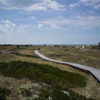 Rundwanderweg Darßer Ort zum Leuchtturm, auf der Halbinsel Darß an der Ostsee, Wanderung im Nationalpark Vorpommersche Boddenlandschaft, abwechslungsreicher Wanderweg, angelegter Wanderweg aus Holz zum Schutz der Tier- und Pflanzenwelt führt in Richtung des Strandes an der Ostsee, je näher an der Ostsee umso karger die Vegetation