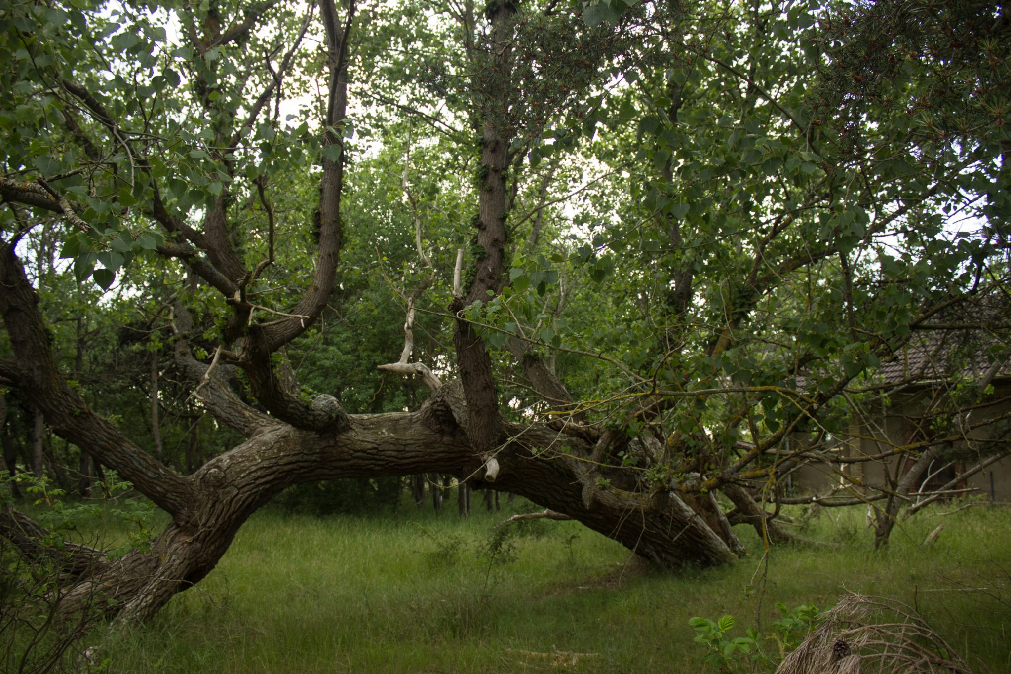 Rundwanderweg Darßer Ort zum Leuchtturm, auf der Halbinsel Darß an der Ostsee, Wanderung im Nationalpark Vorpommersche Boddenlandschaft, schattenspendener Küstenwald ist sehr angenehm an warmen Sommertagen, krumm gewachsener Baum in der Nähe des Leuchtturms