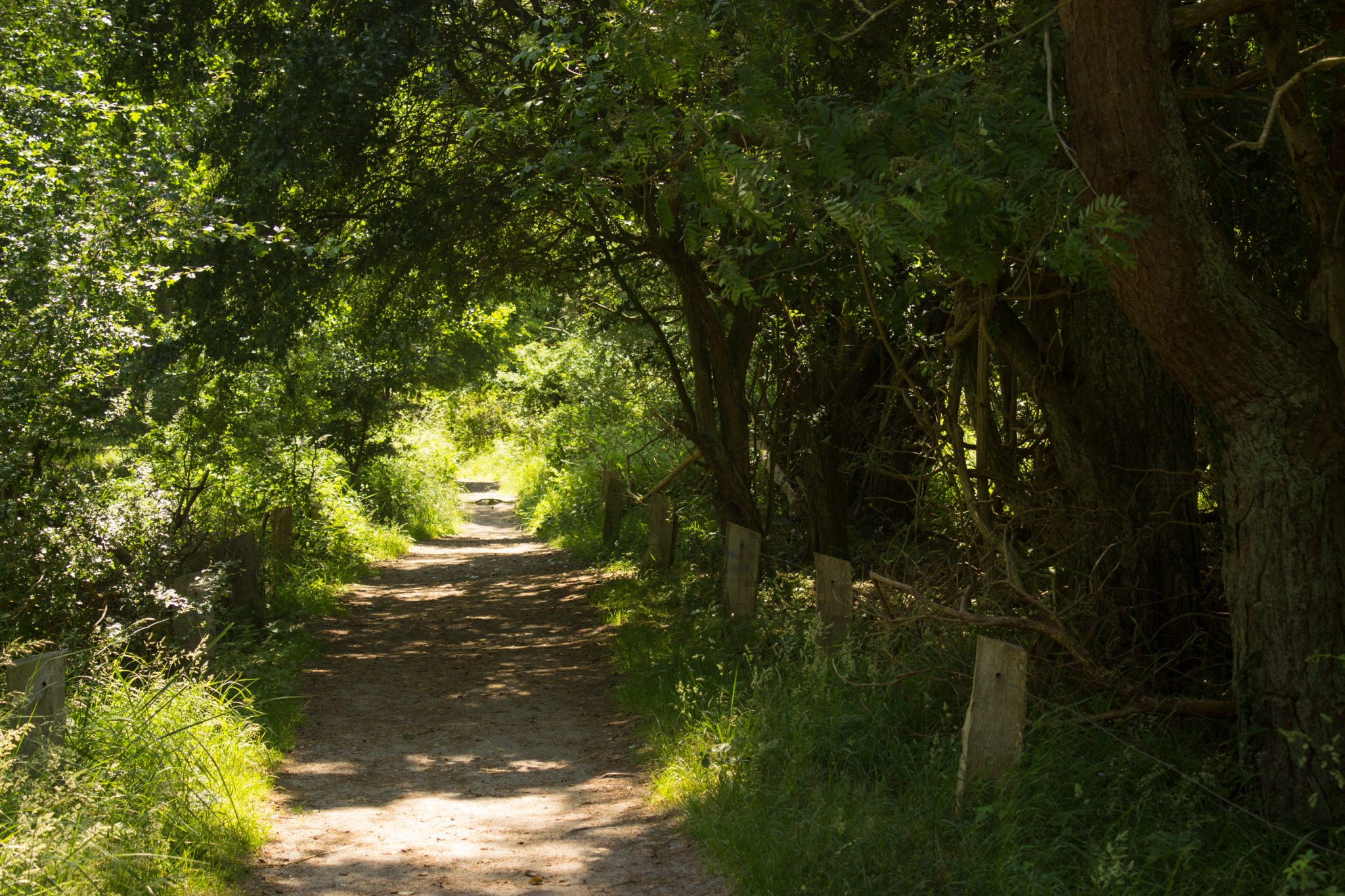 Rundwanderweg Darßer Ort zum Leuchtturm, auf der Halbinsel Darß an der Ostsee, Wanderung im Nationalpark Vorpommersche Boddenlandschaft, schattenspendener Küstenwald ist sehr angenehm an warmen Sommertagen, Wanderweg ist nicht zugänglich für Radfahrer zum Schutz der Tier- und Pflanzenwelt