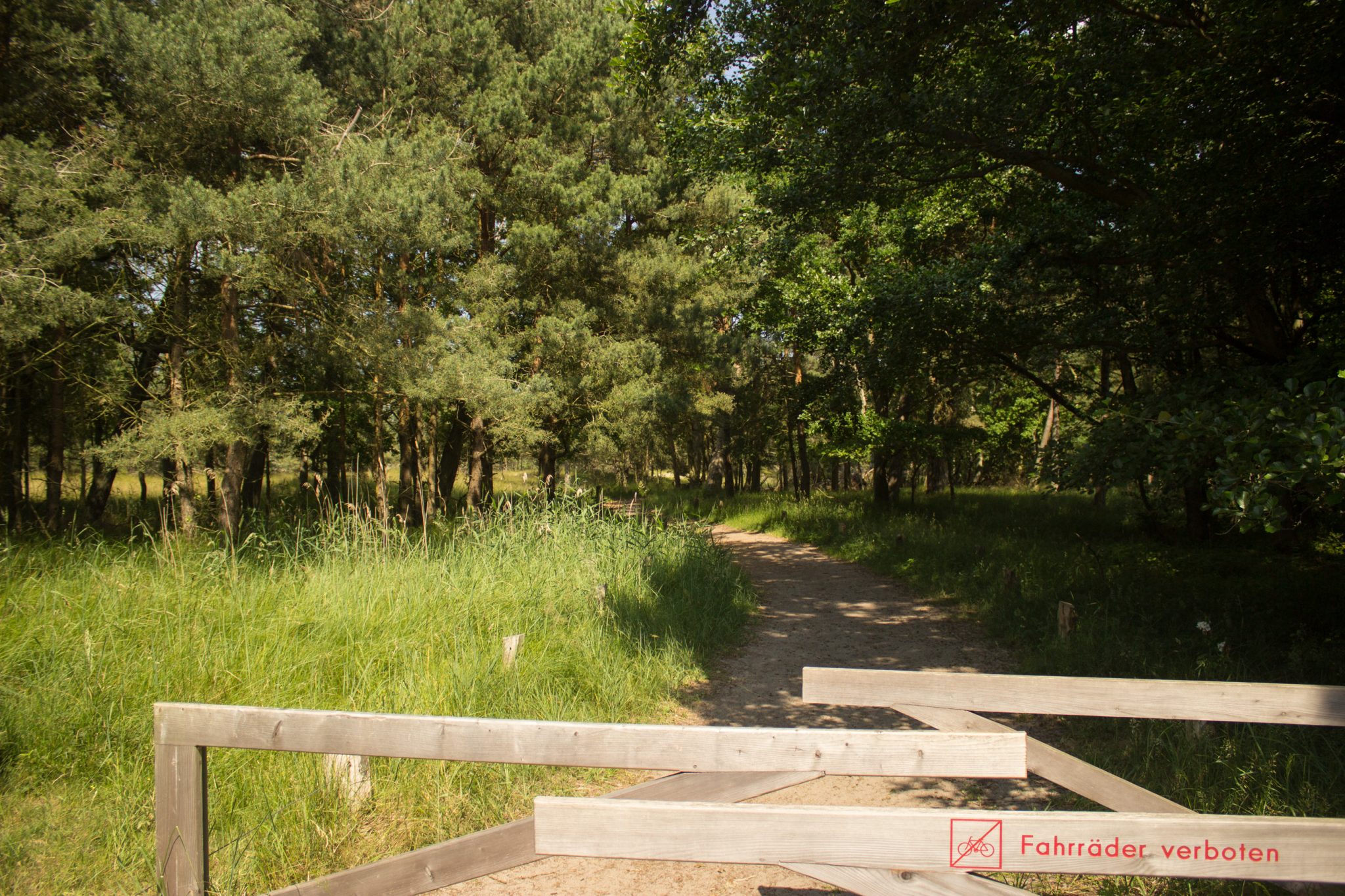 Rundwanderweg Darßer Ort zum Leuchtturm, auf der Halbinsel Darß an der Ostsee, Wanderung im Nationalpark Vorpommersche Boddenlandschaft, schattenspendener Küstenwald ist sehr angenehm an warmen Sommertagen, Wanderweg ist nicht zugänglich für Radfahrer zum Schutz der Tier- und Pflanzenwelt