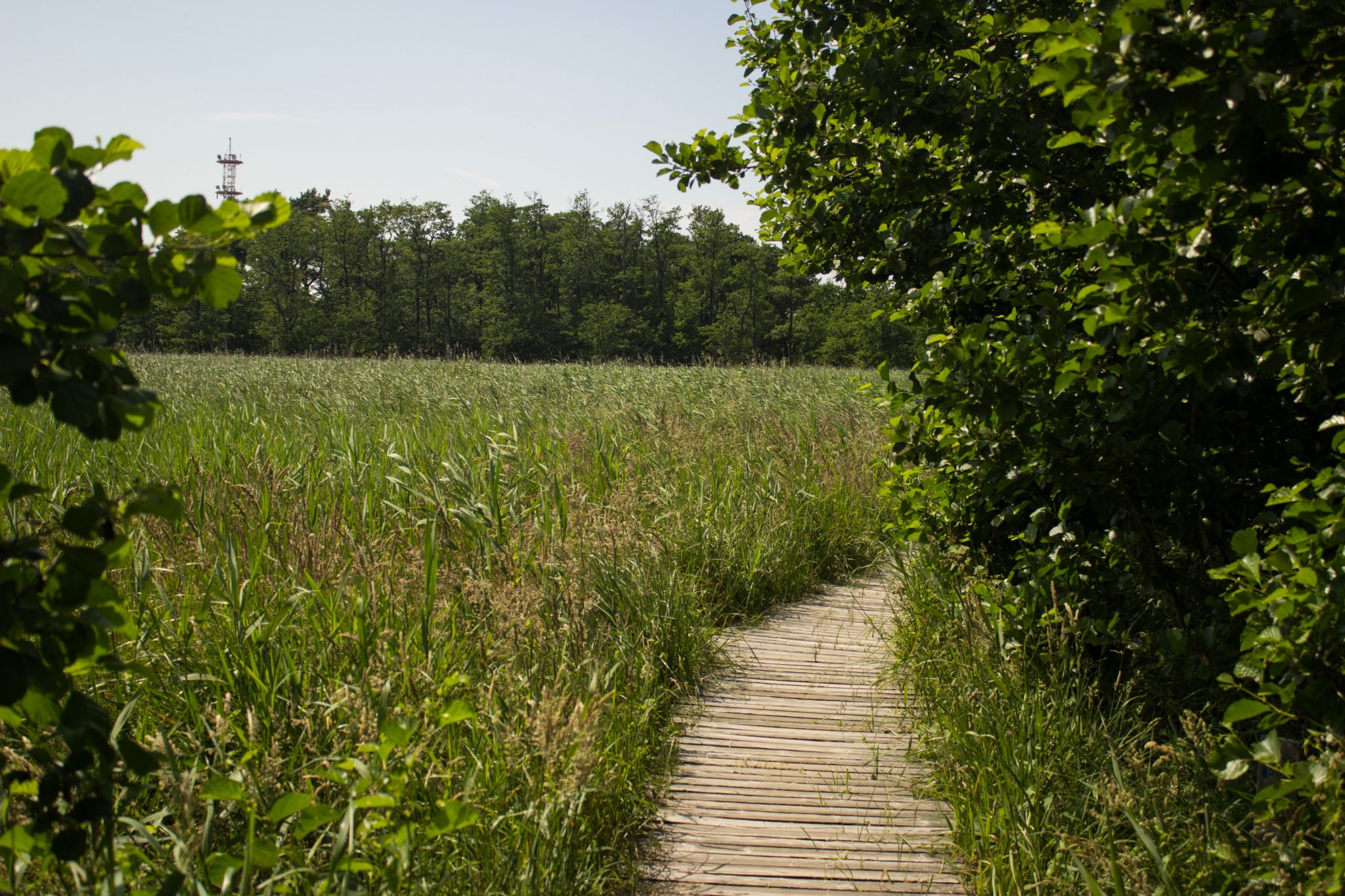Rundwanderweg Darßer Ort zum Leuchtturm, auf der Halbinsel Darß an der Ostsee, Wanderung im Nationalpark Vorpommersche Boddenlandschaft, abwechslungsreicher Wanderweg, angelegter Wanderweg aus Holz zum Schutz der Tier- und Pflanzenwelt, umringt von saftig grüner Vegetation