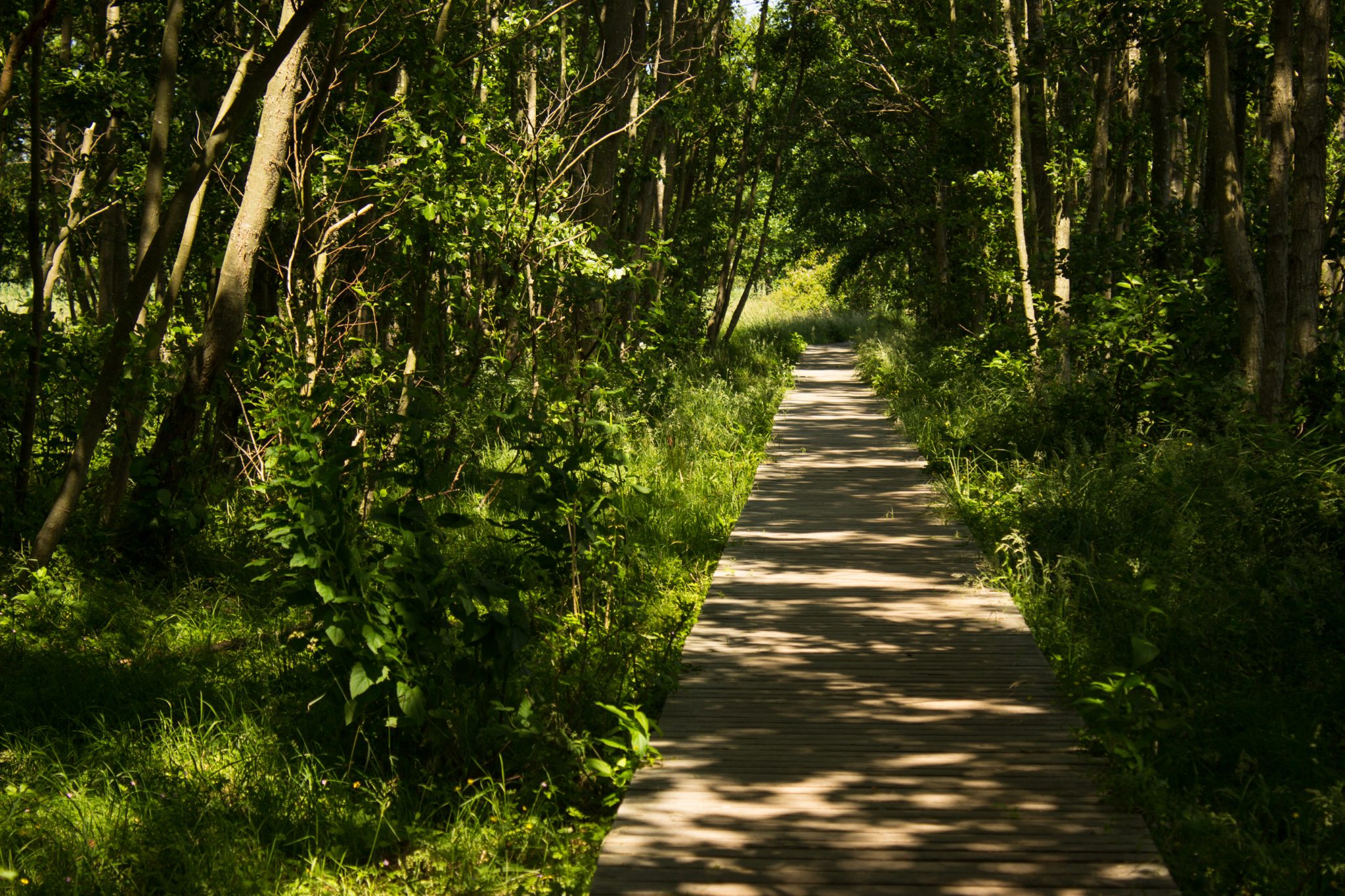 Rundwanderweg Darßer Ort zum Leuchtturm, auf der Halbinsel Darß an der Ostsee, Wanderung im Nationalpark Vorpommersche Boddenlandschaft, abwechslungsreicher Wanderweg, schattenspendener Küstenwald ist sehr angenehm an warmen Sommertagen, angelegter Wanderweg aus Holz zum Schutz der Tier- und Pflanzenwelt, umringt von saftig grüner Vegetation