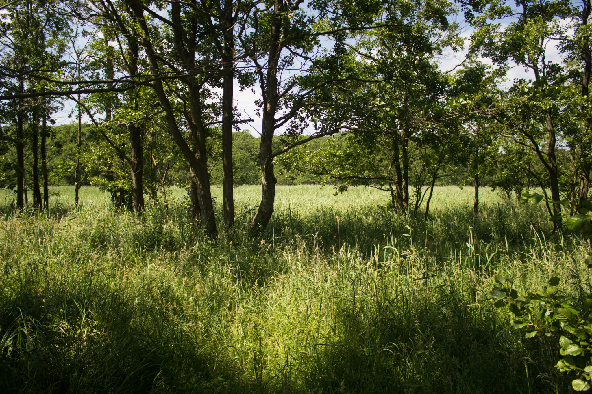Rundwanderweg Darßer Ort zum Leuchtturm, auf der Halbinsel Darß an der Ostsee, Wanderung im Nationalpark Vorpommersche Boddenlandschaft, abwechslungsreicher Wanderweg, schattenspendener Küstenwald ist sehr angenehm an warmen Sommertagen, umringt von saftig grüner Vegetation