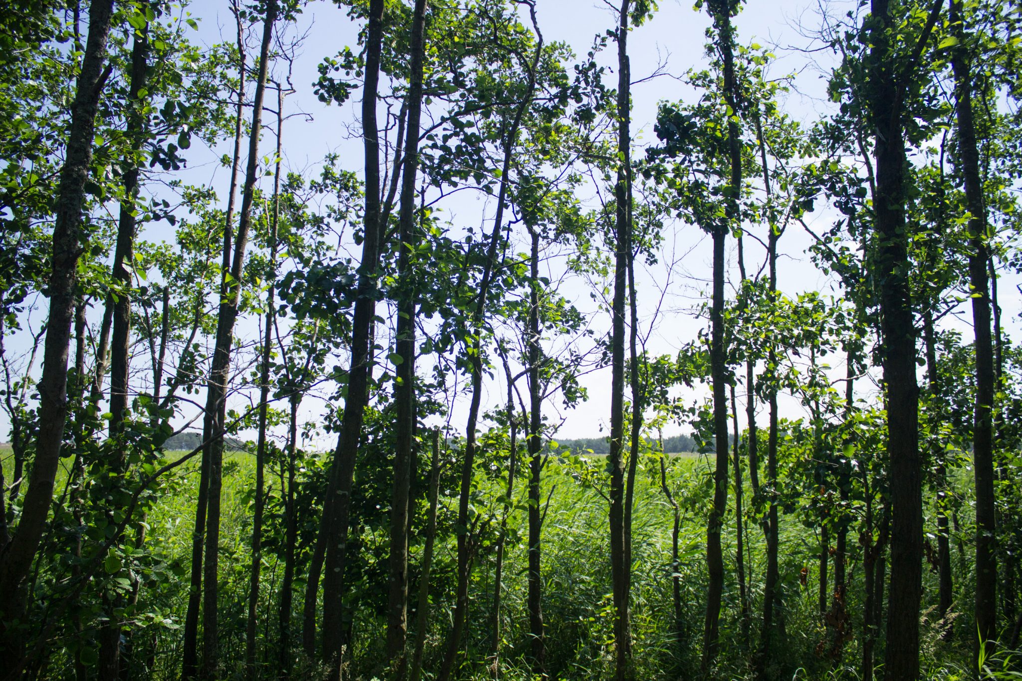 Rundwanderweg Darßer Ort zum Leuchtturm, auf der Halbinsel Darß an der Ostsee, Wanderung im Nationalpark Vorpommersche Boddenlandschaft, abwechslungsreicher Wanderweg, schattenspendener Küstenwald ist sehr angenehm an warmen Sommertagen, umringt von saftig grüner Vegetation