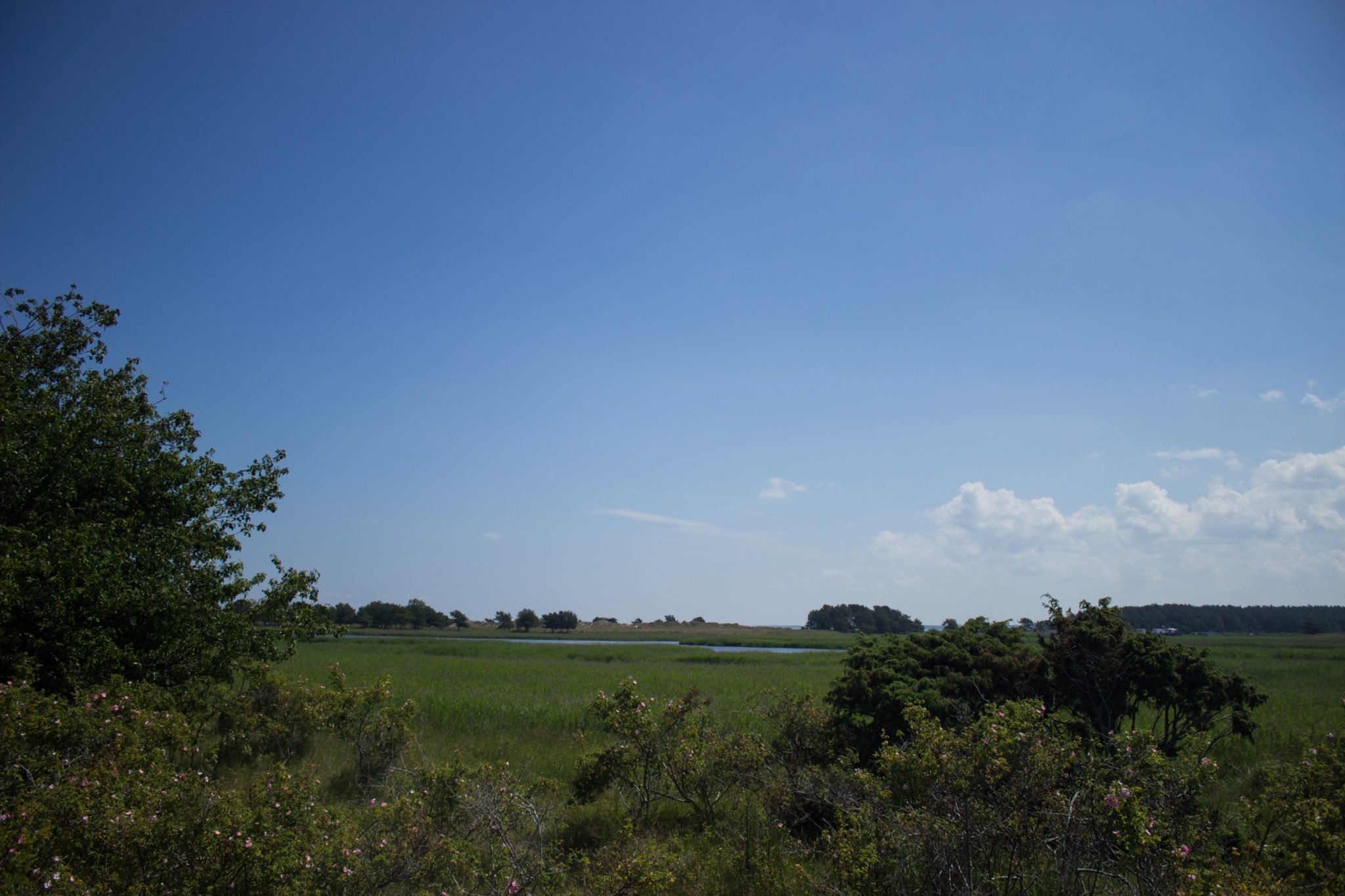 Rundwanderweg Darßer Ort zum Leuchtturm, auf der Halbinsel Darß an der Ostsee, Wanderung im Nationalpark Vorpommersche Boddenlandschaft, abwechslungsreicher Wanderweg, Blick auf weite Ebene des Nationalparks, umringt von saftig grüner Vegetation