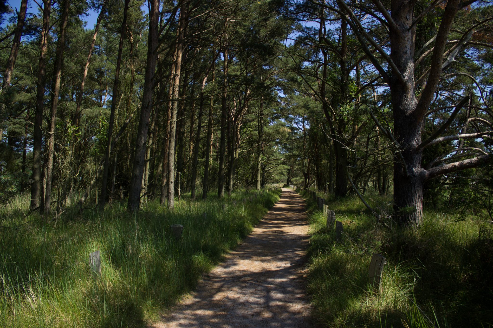 Rundwanderweg Darßer Ort zum Leuchtturm, auf der Halbinsel Darß an der Ostsee, Wanderung im Nationalpark Vorpommersche Boddenlandschaft, schattenspendener Küstenwald ist sehr angenehm an warmen Sommertagen, Wanderweg ist nicht zugänglich für Radfahrer zum Schutz der Tier- und Pflanzenwelt