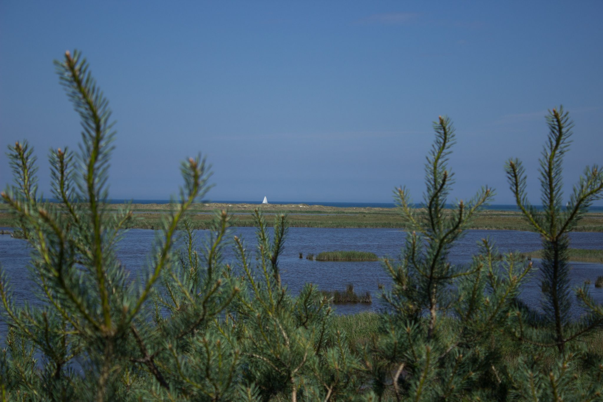 Rundwanderweg Darßer Ort zum Leuchtturm, auf der Halbinsel Darß an der Ostsee, Wanderung im Nationalpark Vorpommersche Boddenlandschaft, abwechslungsreicher Wanderweg, Blick auf weite Boddenlandschaft und Meer mit Segelboot