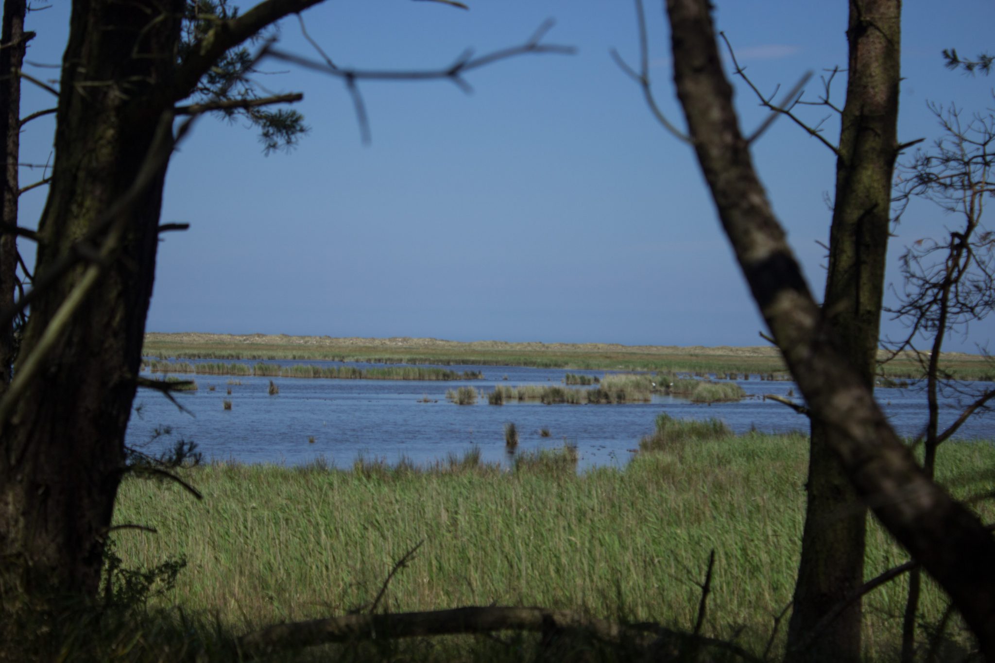 Rundwanderweg Darßer Ort zum Leuchtturm, auf der Halbinsel Darß an der Ostsee, Wanderung im Nationalpark Vorpommersche Boddenlandschaft, abwechslungsreicher Wanderweg, Blick auf weite, saftig grüne Boddenlandschaft, im Vordergrund Bäume des Küstenwaldes