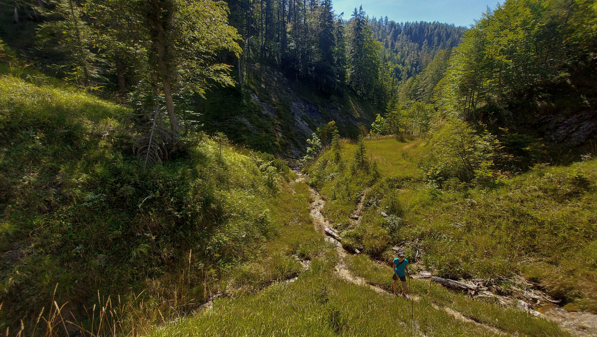 Wandern ab Haslersgatter zum Steyrsteg entlang des Flusses Krumme Steyrling, über Weingartalm und Brandlsteig im Nationalpark Kalkalpen in Oberösterreich, schmaler Wanderweg, Bäume sind umgefallen und werden liegen gelassen im Nationalpark